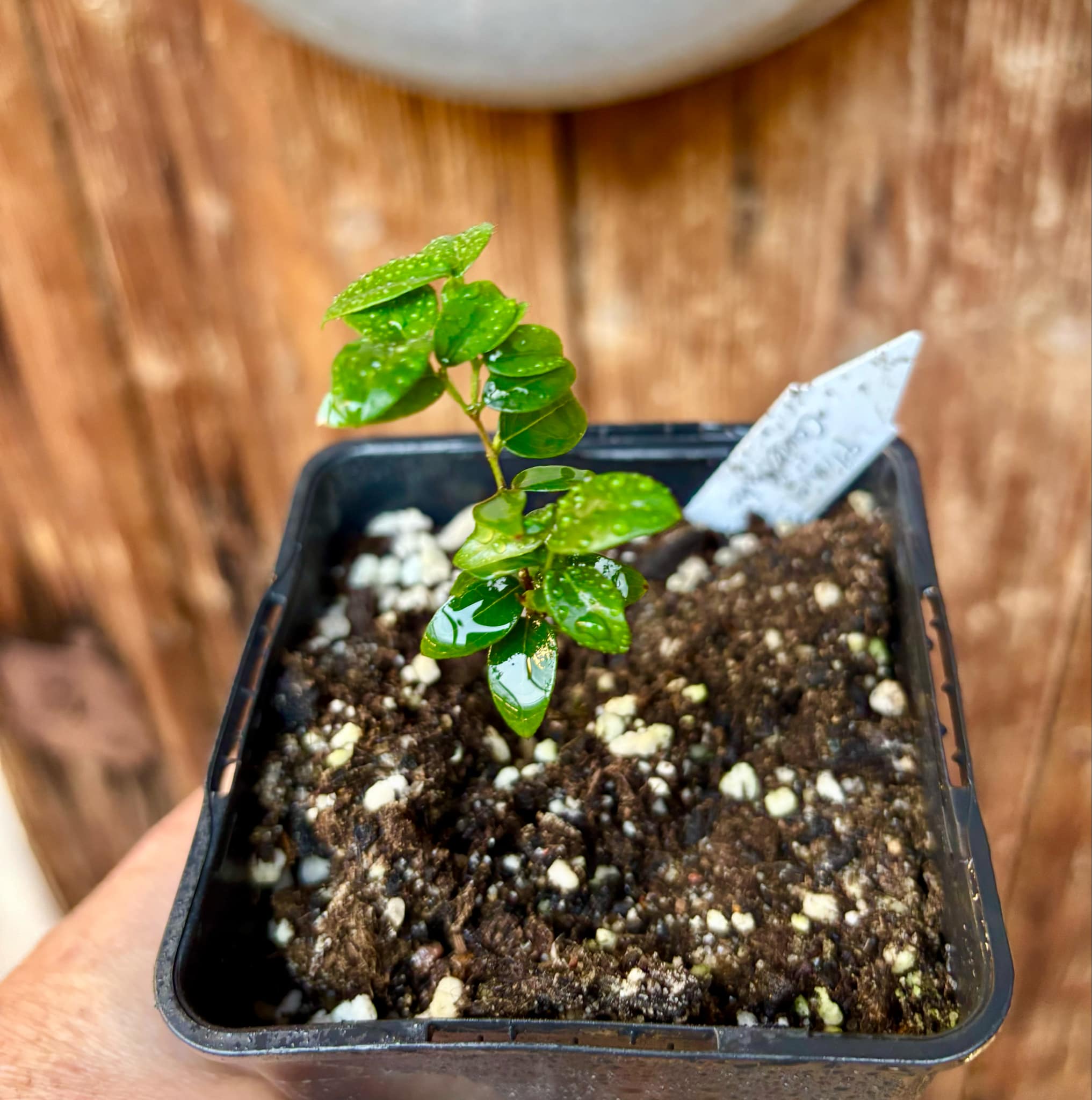 Jaboticaba - Plinia sp Canelinha Polpa branca - 1 small potted seedling / 1 kleiner, getopfter Sämling