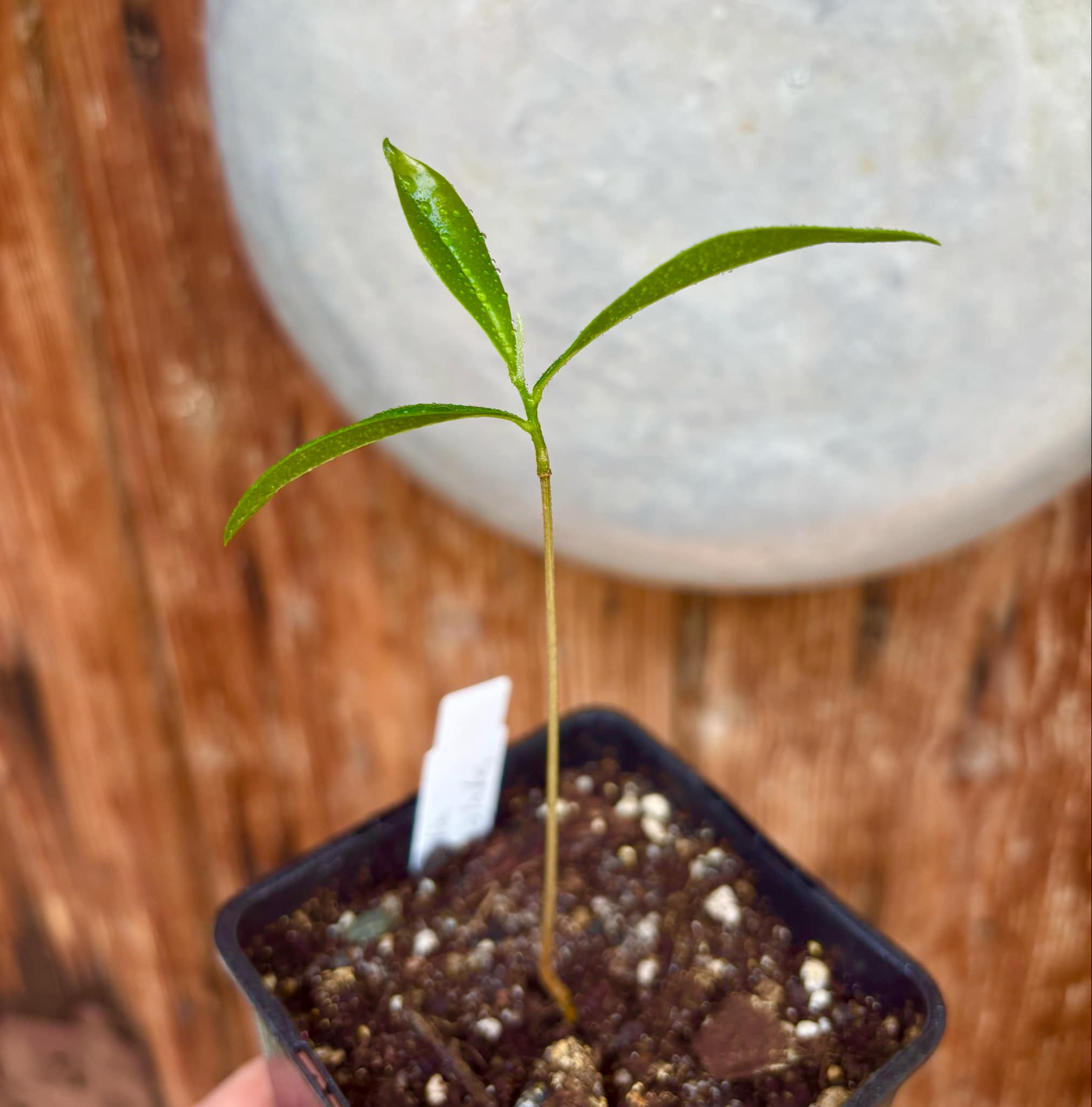 Duguetia lanceolata - Pindaiba - 1 small potted seedling / 1 kleiner, getopfter Sämling