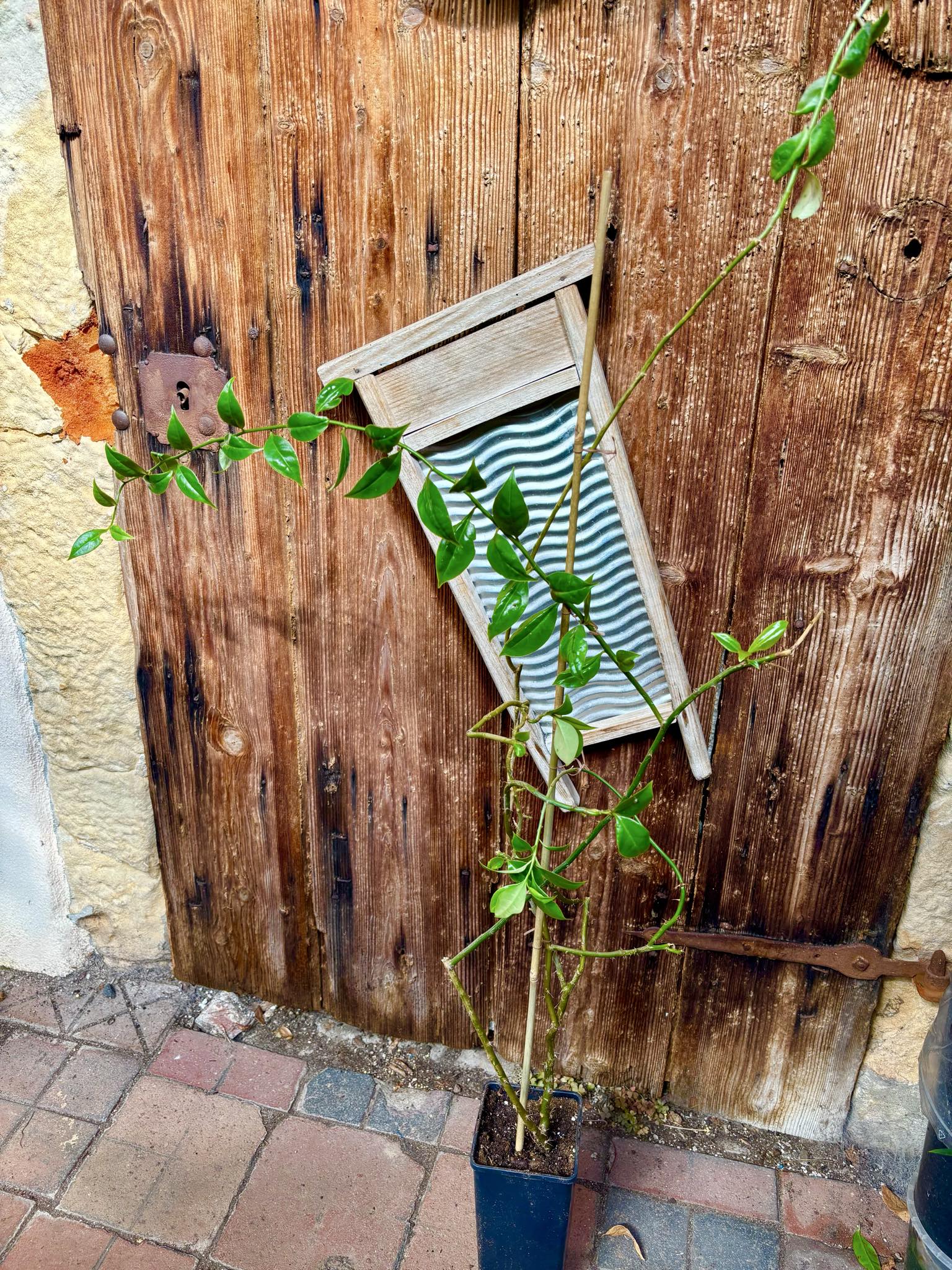 1.2m plant - Barbados Gooseberry - Pereskia aculeata - 1 potted plant / 1 getopfte Pflanze 1.2m plant - Barbados Gooseberry - Pereskia aculeata - 1 potted plant / 1 getopfte Pflanze