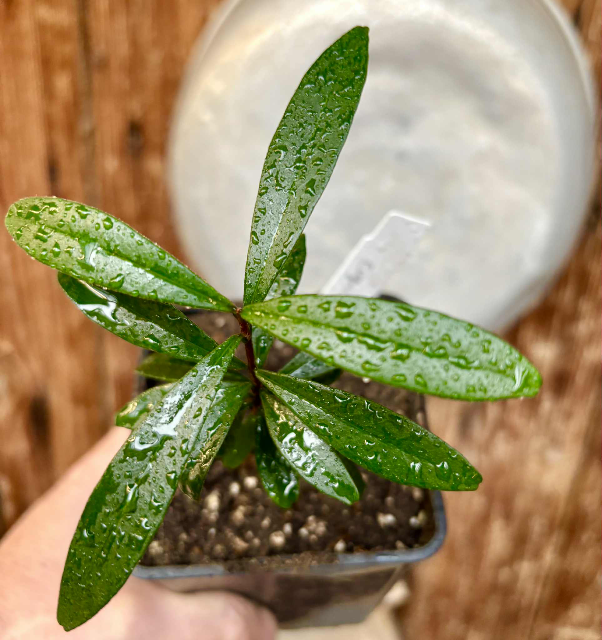 Pitomba (Eugenia luschnathiana) - 1 potted plant / 1 getopfte Pflanze