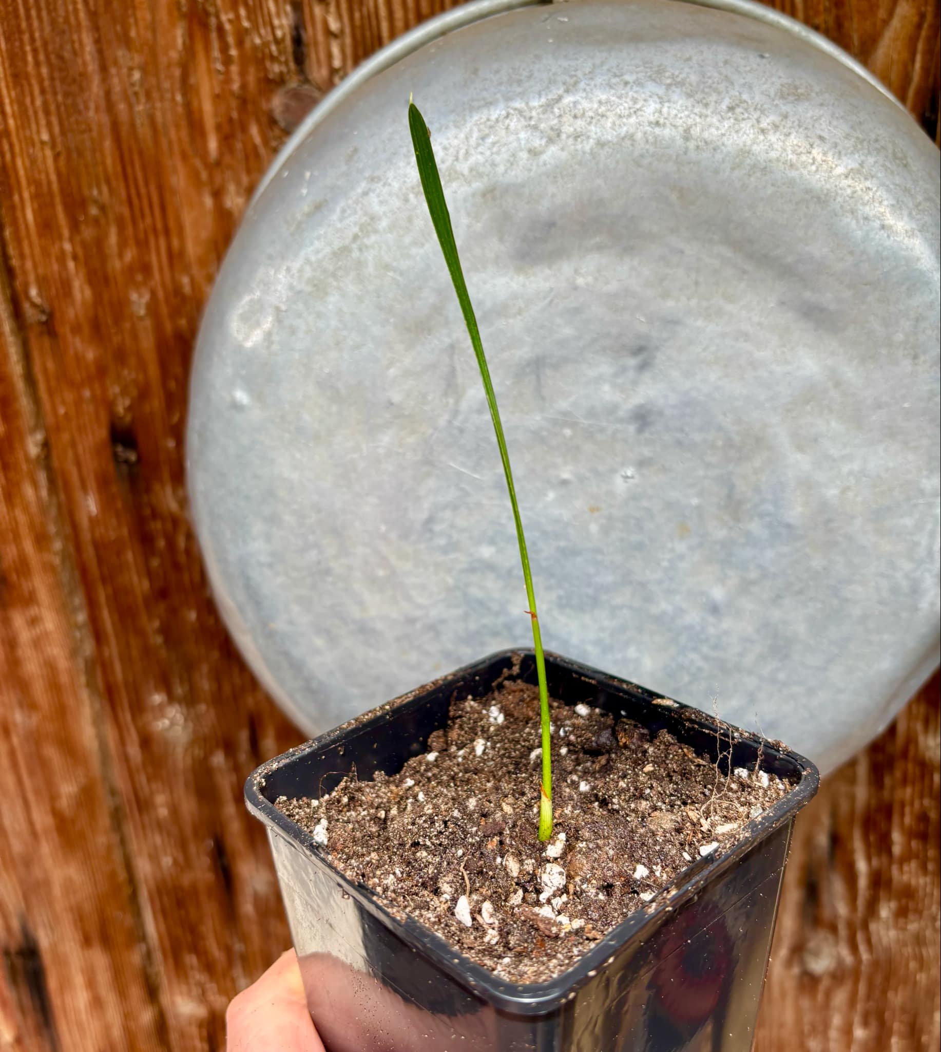 Jelly Palm (Butia odorata) -  1 potted plant / 1 getopfte Pflanze