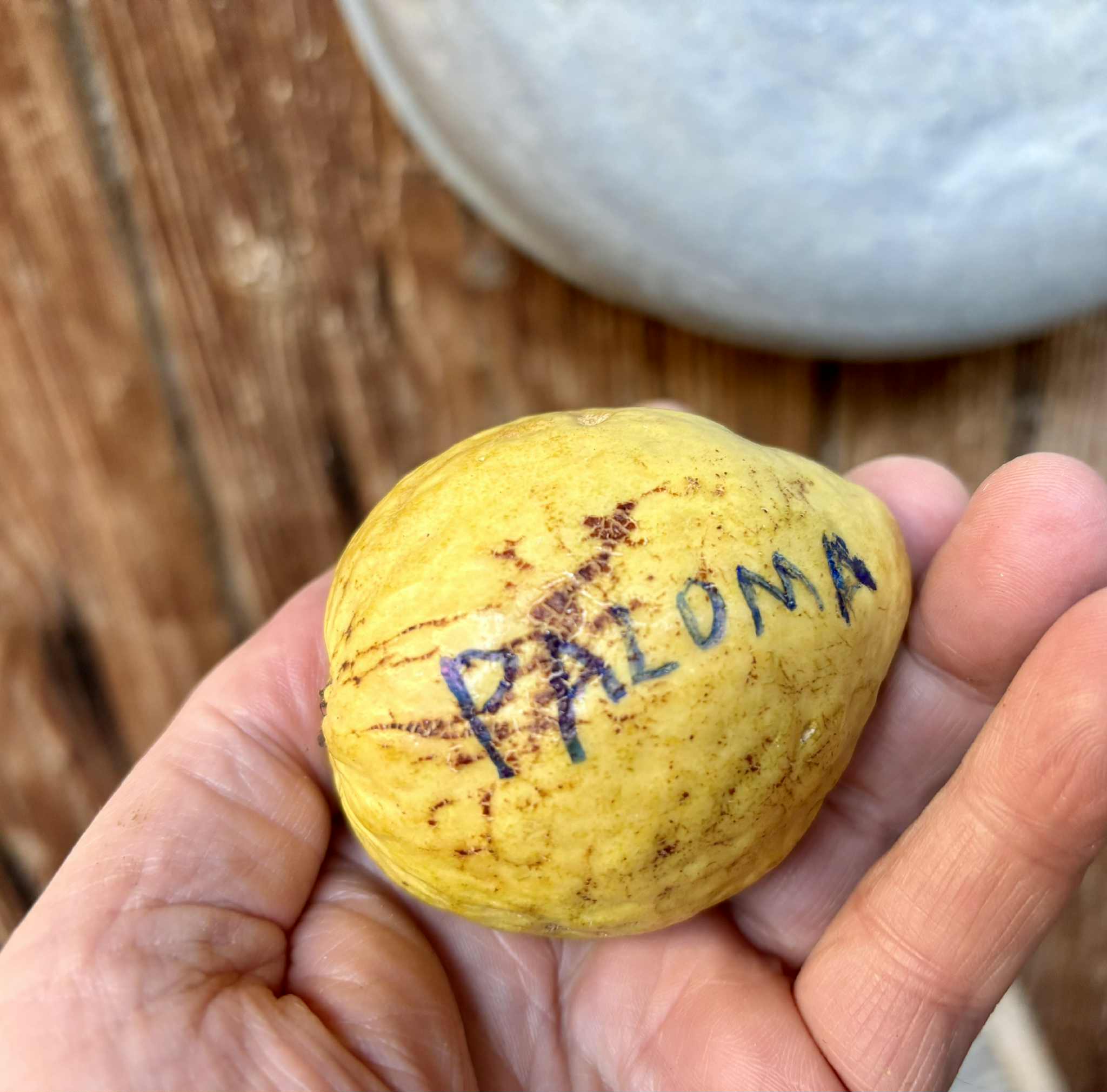 fruits after 2 years in Brasil - Psidium guajava  "Paluma"  - 2 fresh seeds / 2 frische Samen