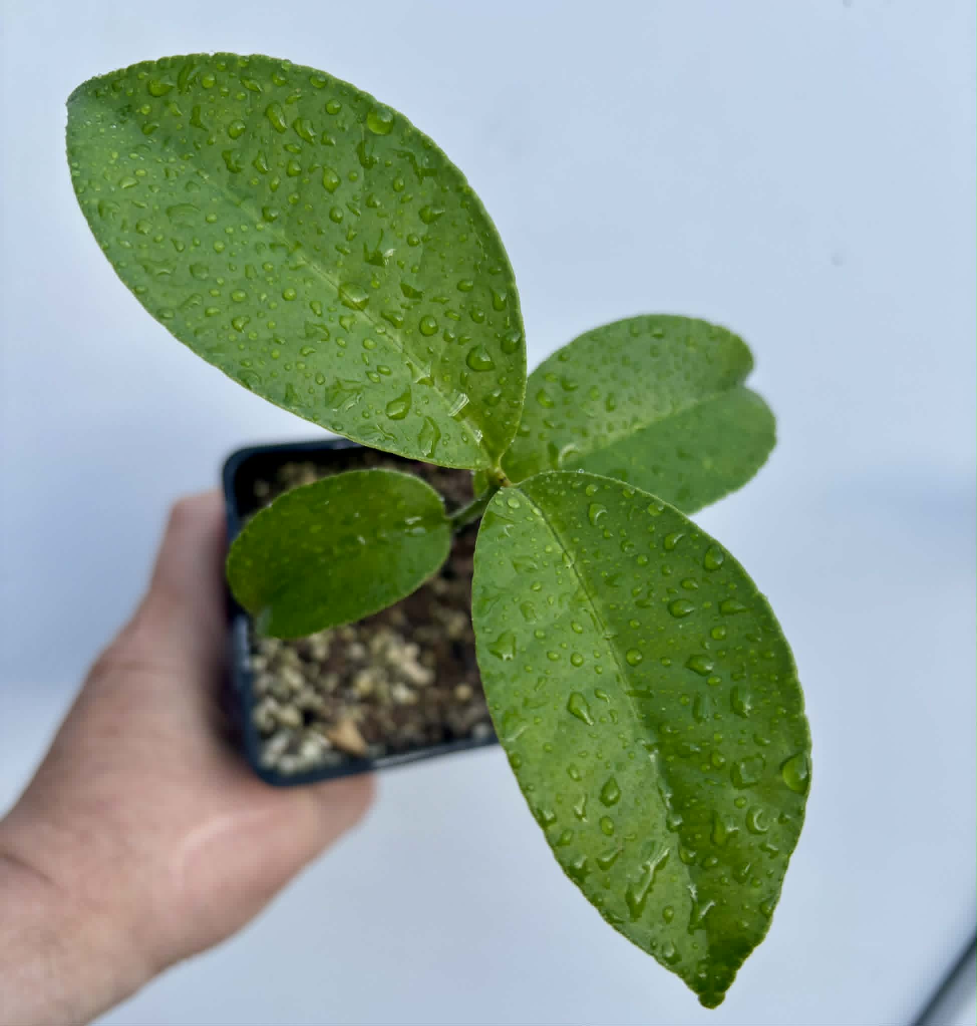 Eugenia sp Terebinthina - 1 potted seedling / 1 getopfter Sämling