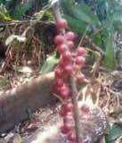 Stylogyne cauliflora - 1 potted seedling / 1 getopfter Sämling