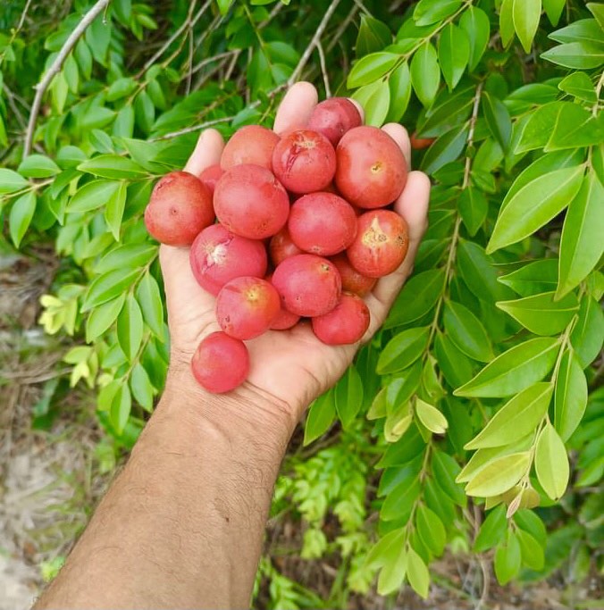 Myrciaria sp Pastora - 1 potted seedling / 1 getopfter Sämling
