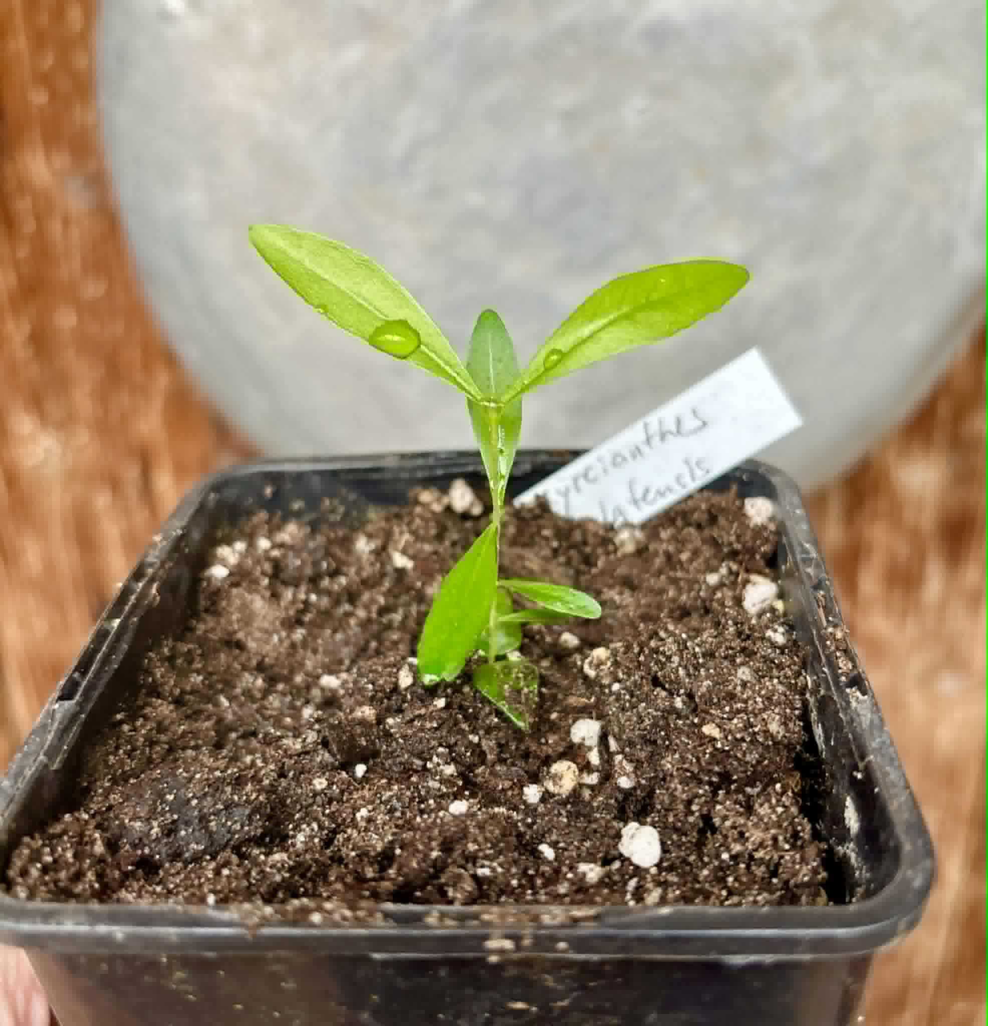 Guayabo Colorado (Myrcianthes cisplatensis) - 1 potted seedling / 1 getopfter Sämling