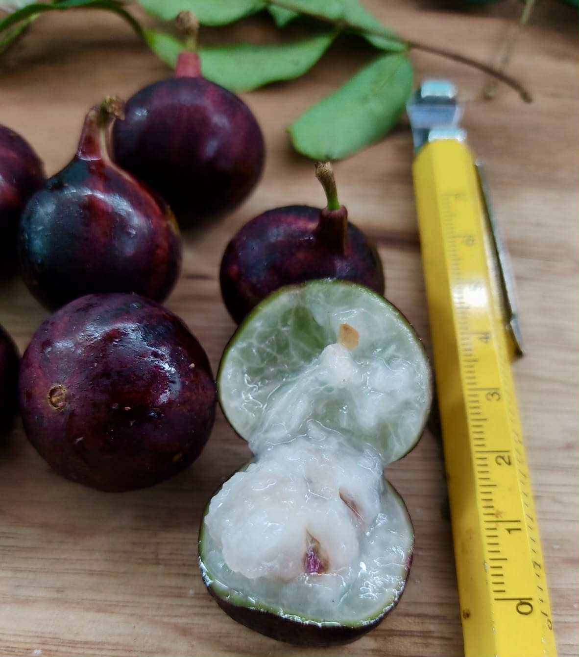 Plinia sp. Rajada Matriz 1 - 1 fresh seed / 1 frischer Samen