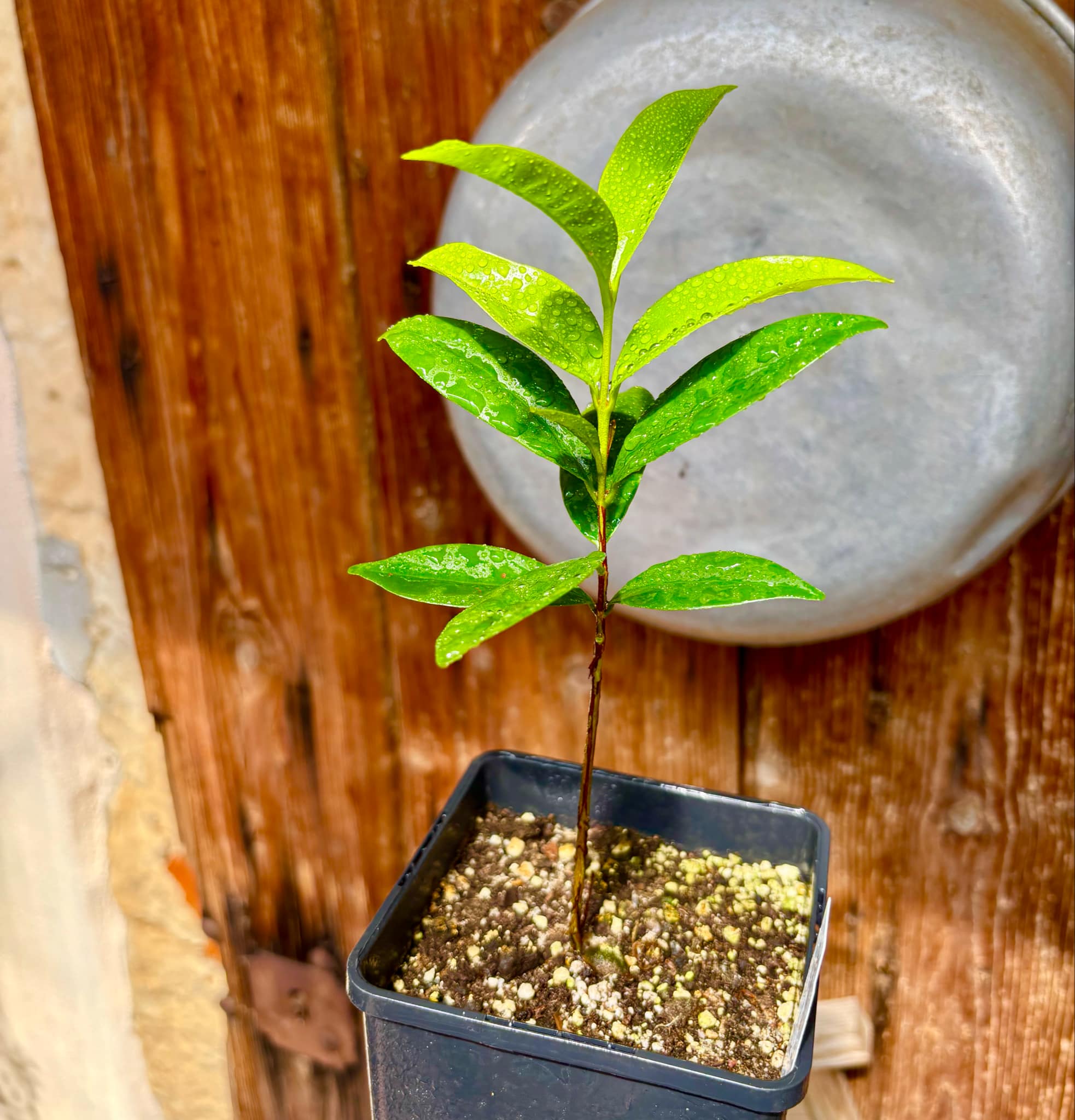 Eugenia sp Cereja Grande da Bahia - 1 potted plant / 1 getopfte Pflanze