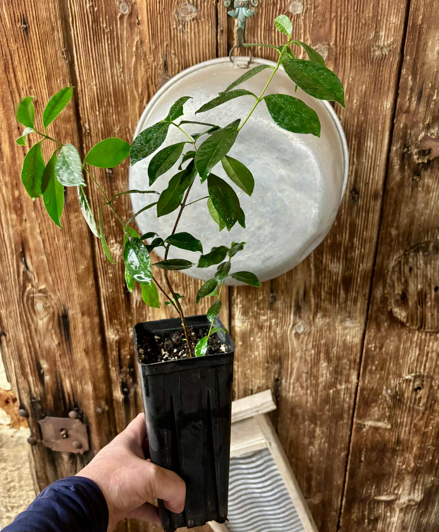Psidium cattleyanum - Strawberry Guava  - 1 potted plant / 1 getopfte Pflanze