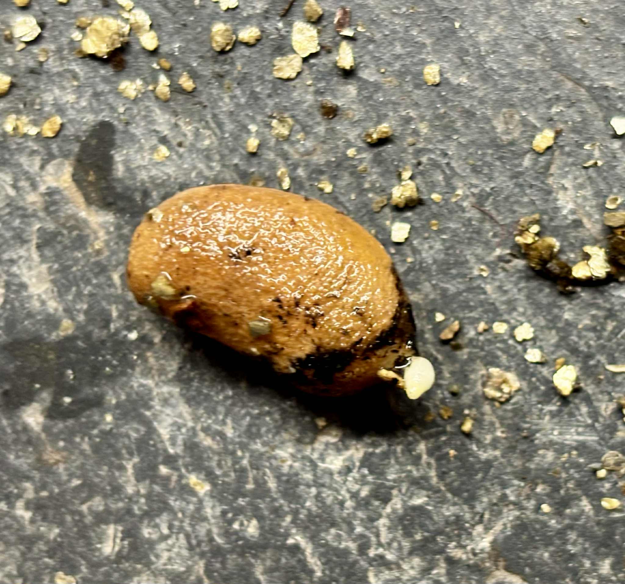 only one available - Achocon (Leonia glycycarpa) - 1 germinated seed / 1 gekeimter Samen