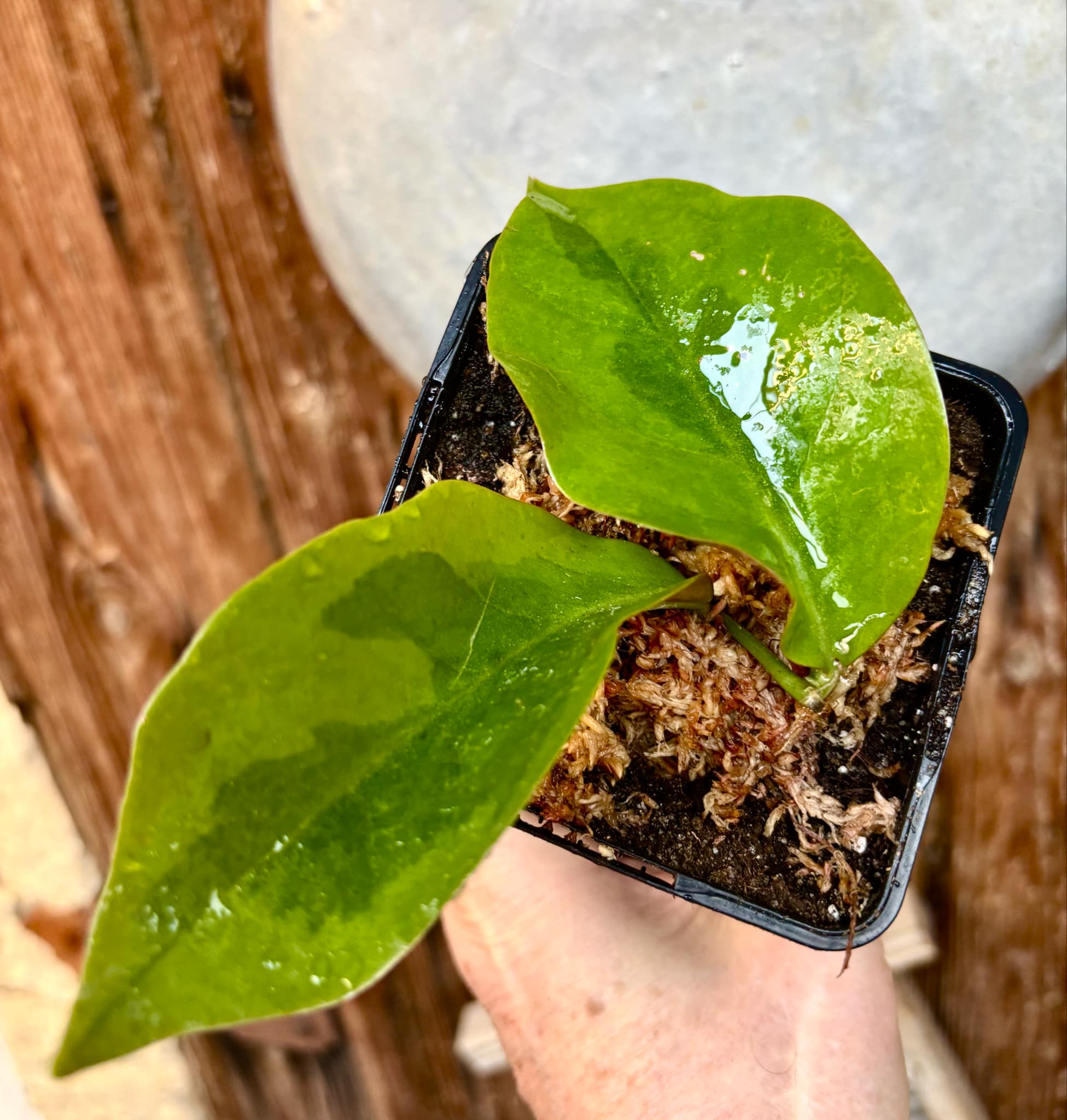 Variegated Barbados Gooseberry - (Pereskia aculeata) - 1 potted plant / 1 getopfte Pflanze