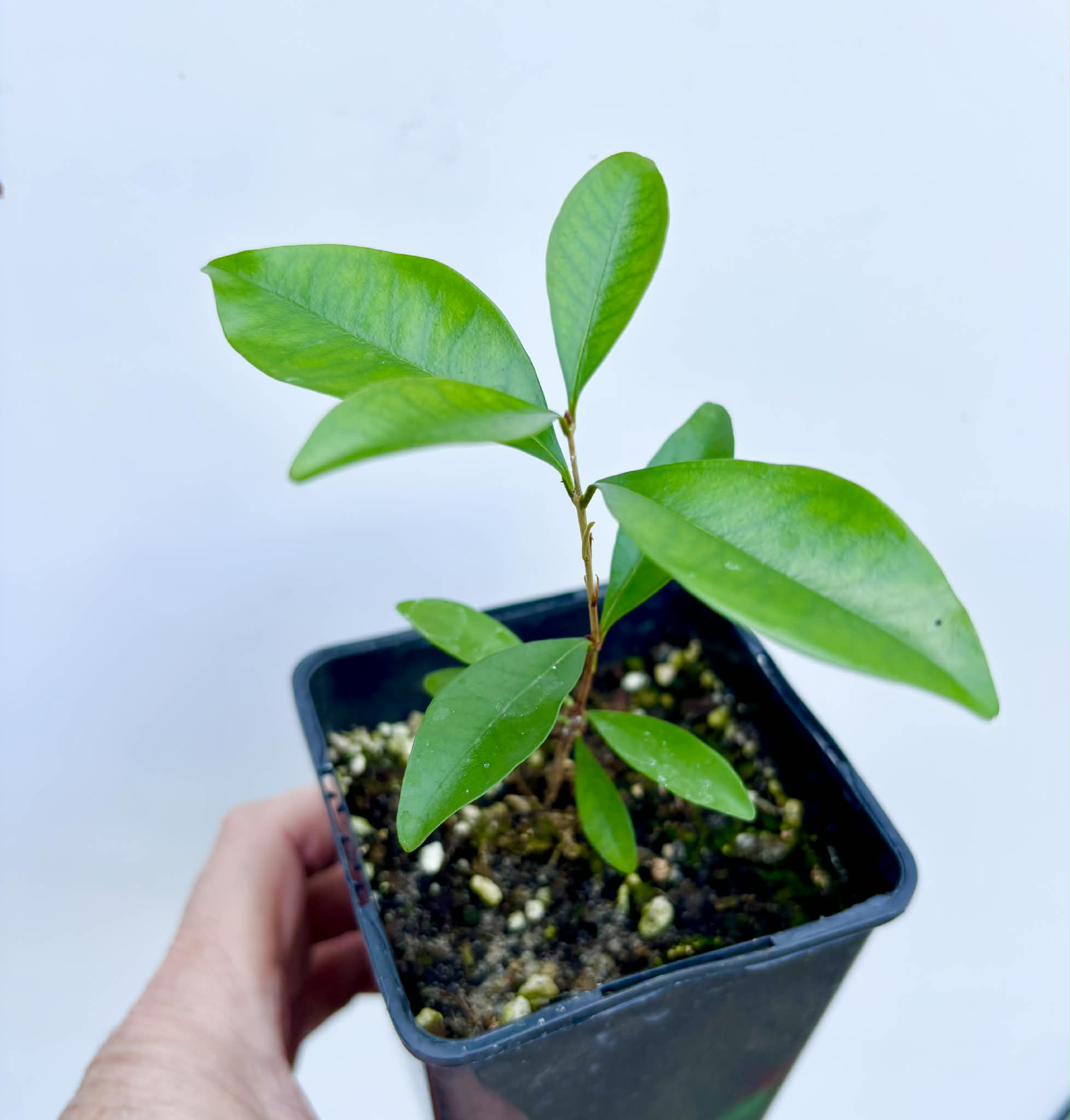 Eugenia sp Nova Rio Guari - 1 potted seedling / 1 getopfter Sämling