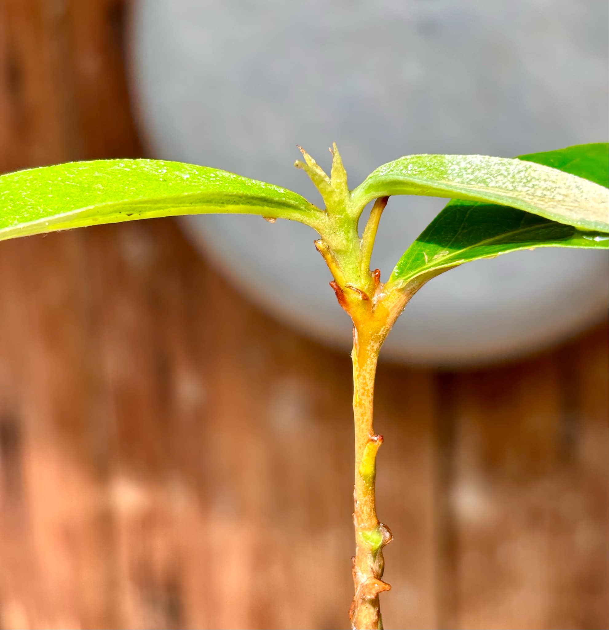 Couepia polyandra - Olosapo - 1 potted seedling / 1 getopfter Sämling