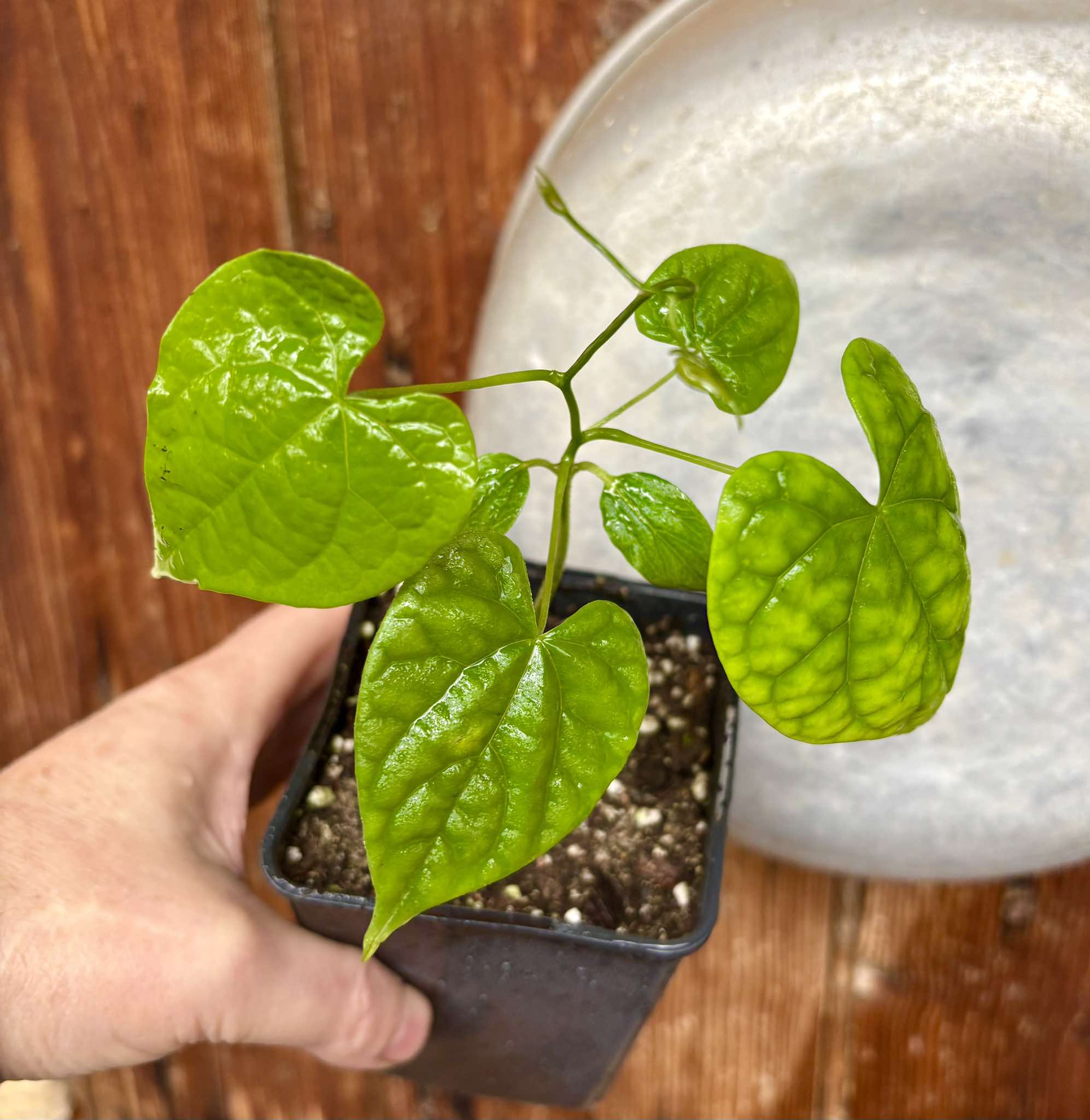 Odontocarya vitis -  1 potted plant / 1 getopfte Pflanze