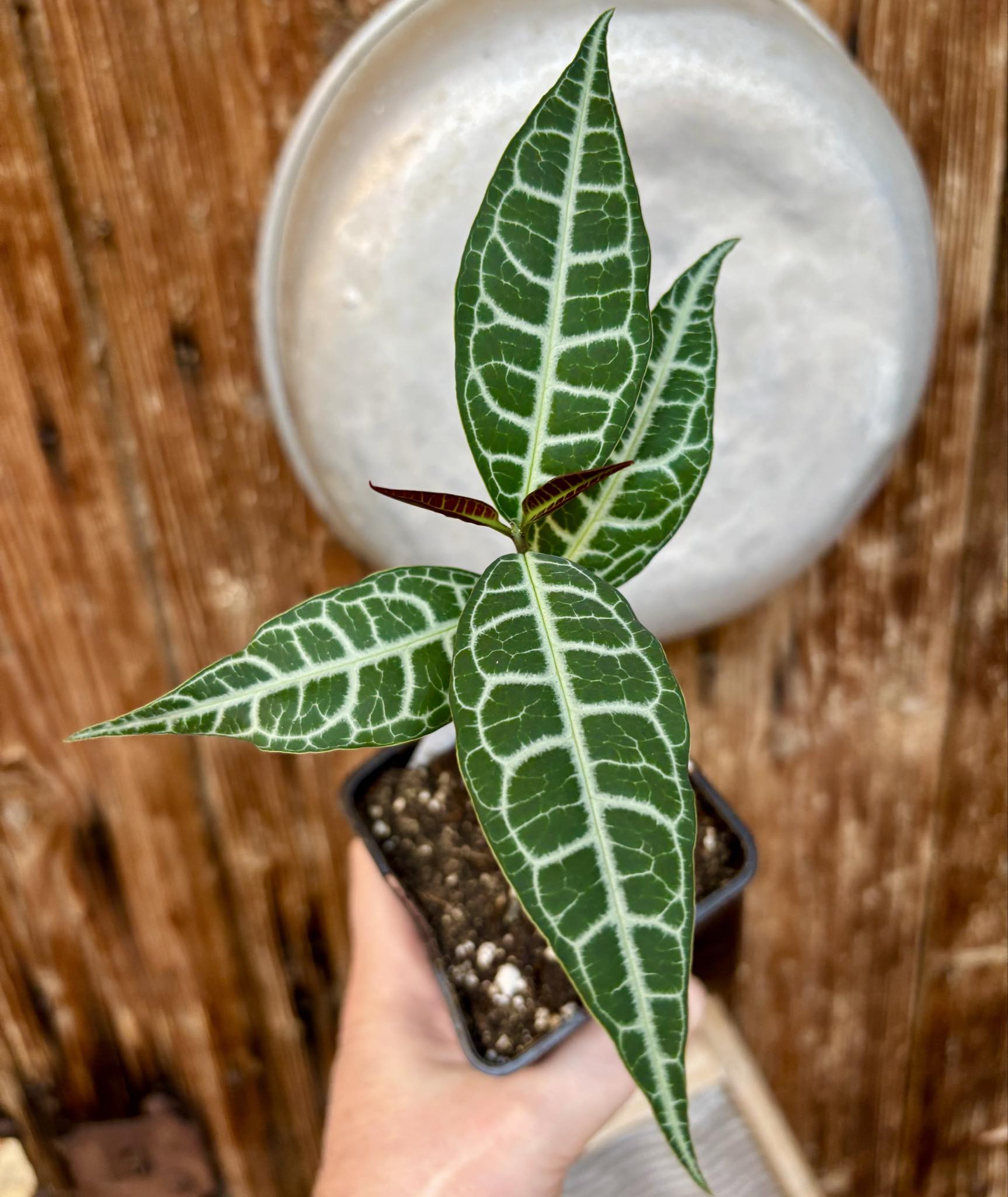 Eugenia sp Labisia -  1 potted seedling / 1 getopfter Sämling