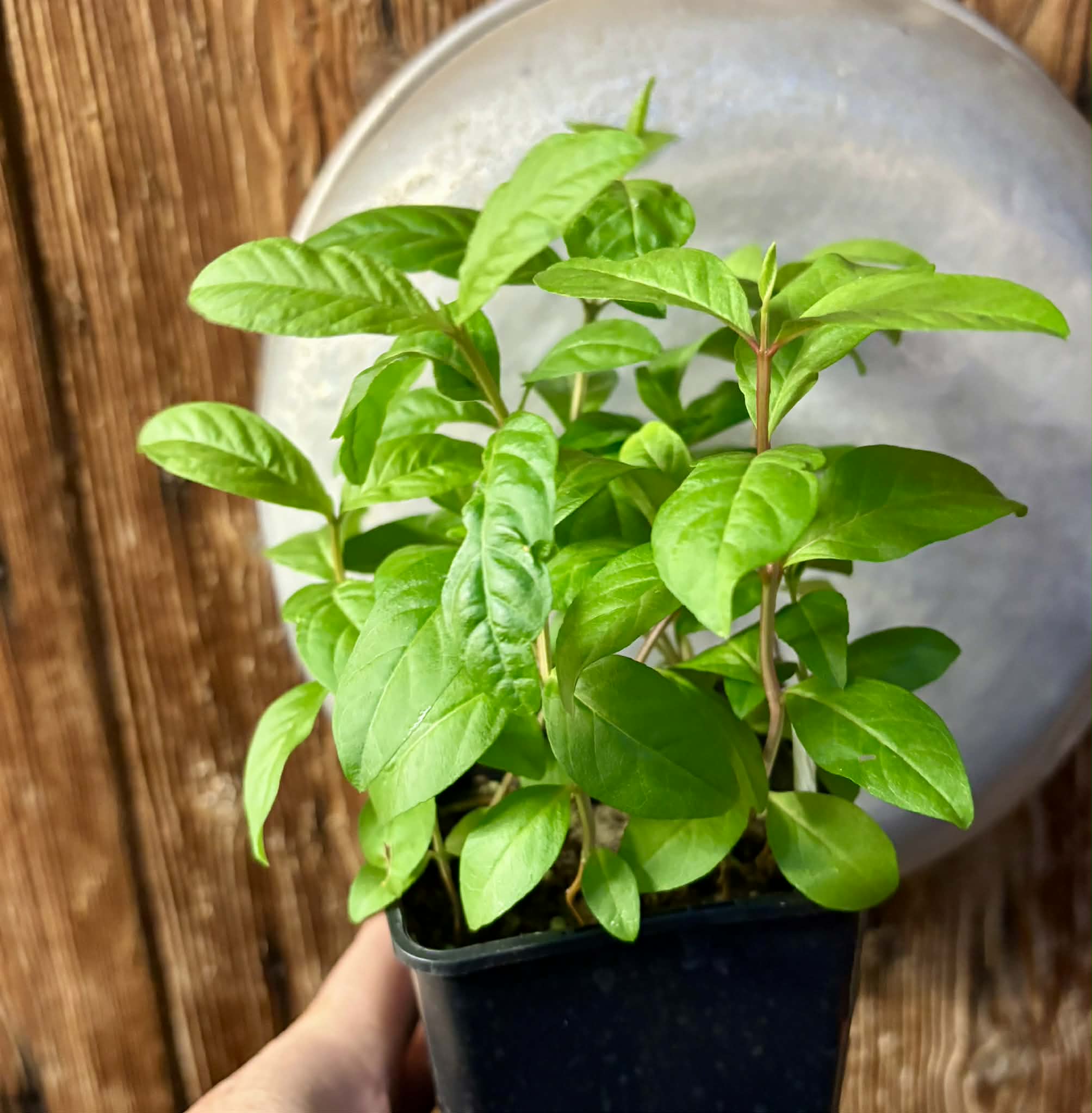 11 in 1 pot - Psidium guajava  "Paluma"  - 11 seedlings in one pot / 12 Sämlinge in einem Topf