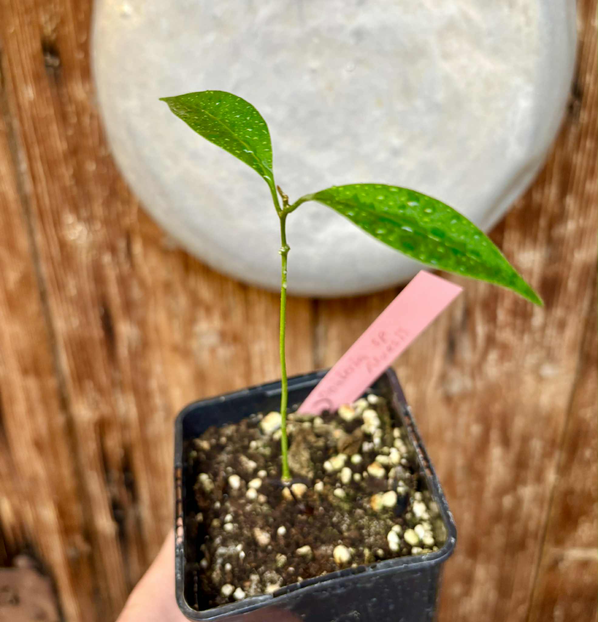 Pouteria alvesii - 1 small potted seedling / 1 kleiner, getopfter Sämling