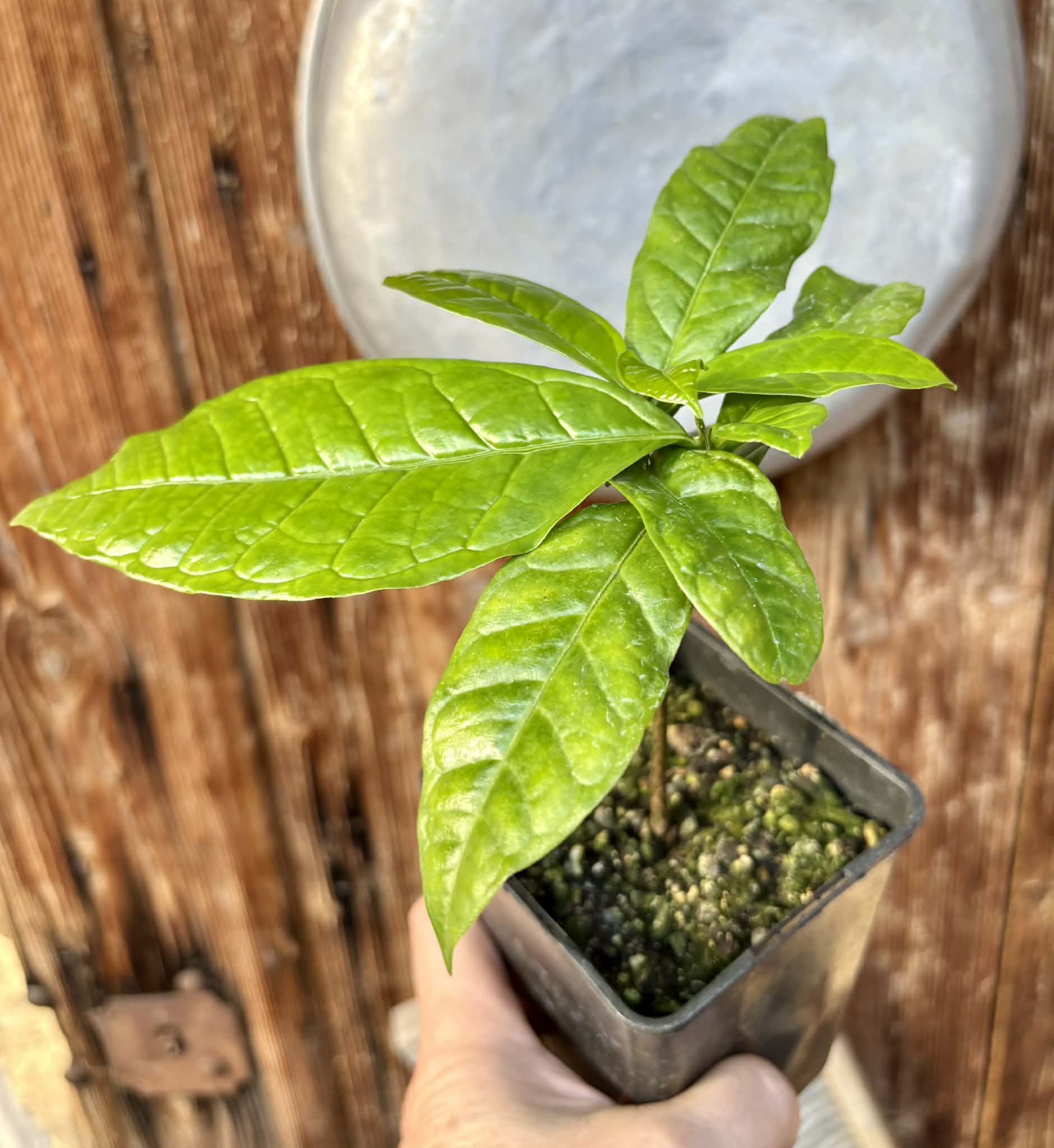 Cymbopetalum brasiliensis - 1 potted seedling / 1 getopfter Sämling