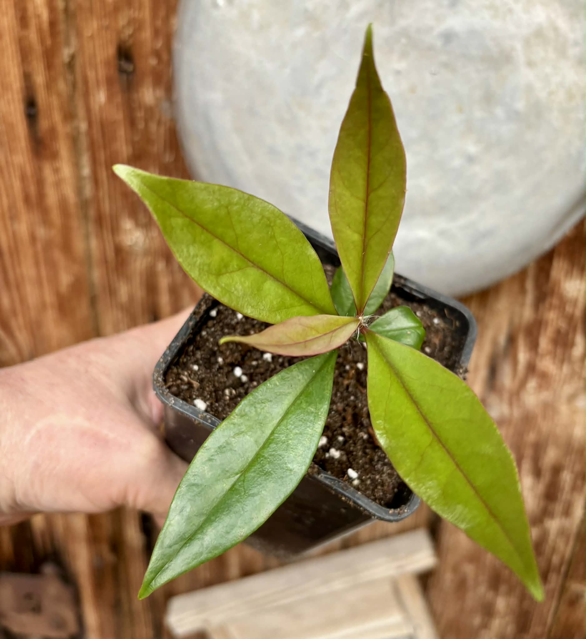 Pereskia aculeata var. godseffiana (Barbados Gooseberry) - 1 potted plant / 1 getopfte Pflanze