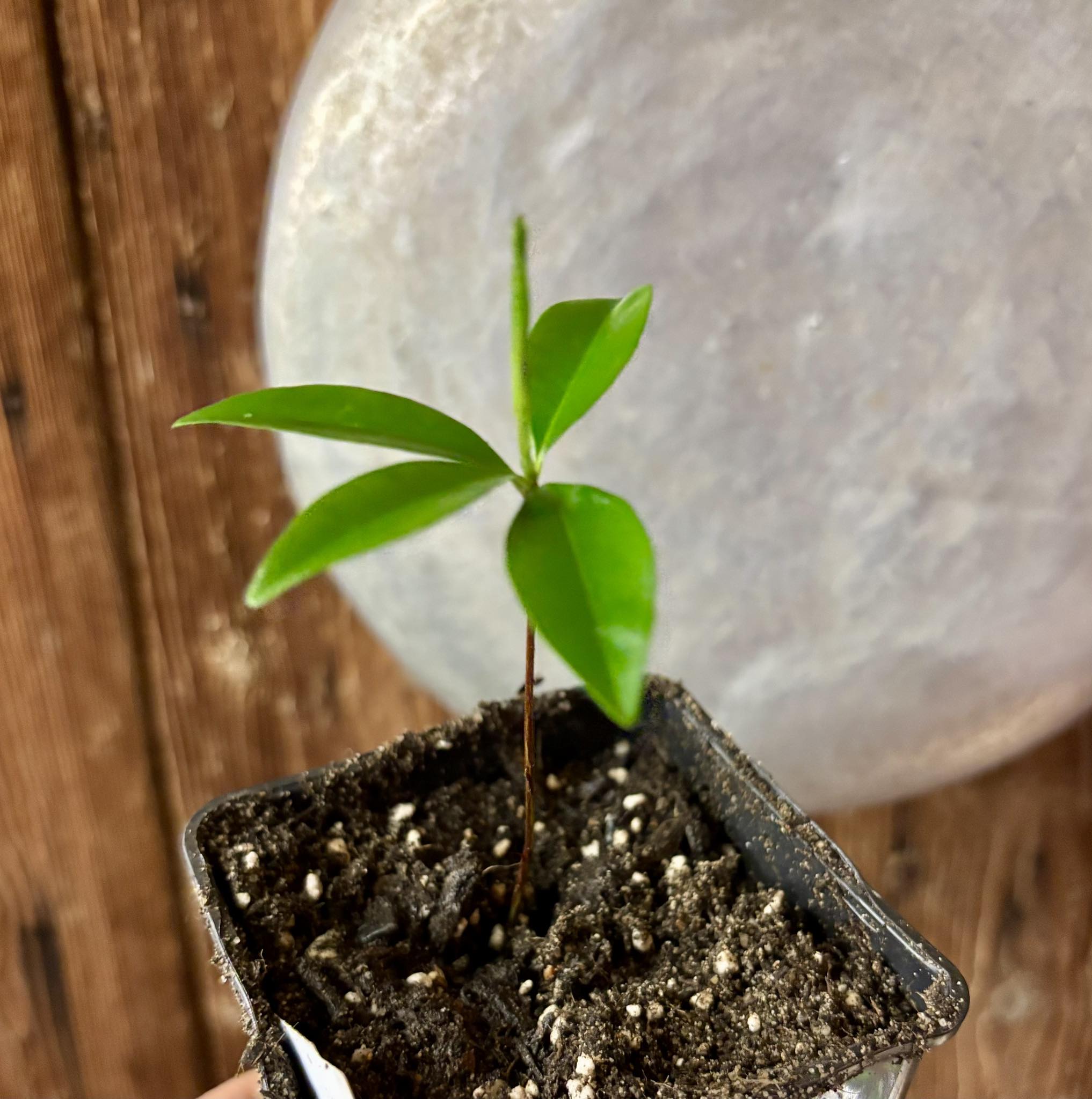 Yellow Grumixama (Eugenia brasiliensis var. leucocarpa) - 1 small potted seedling / 1 kleiner, getopfter Sämling Yellow Grumixama (Eugenia brasiliensis var. leucocarpa) - 1 small potted seedling / 1 kleiner, getopfter Sämling