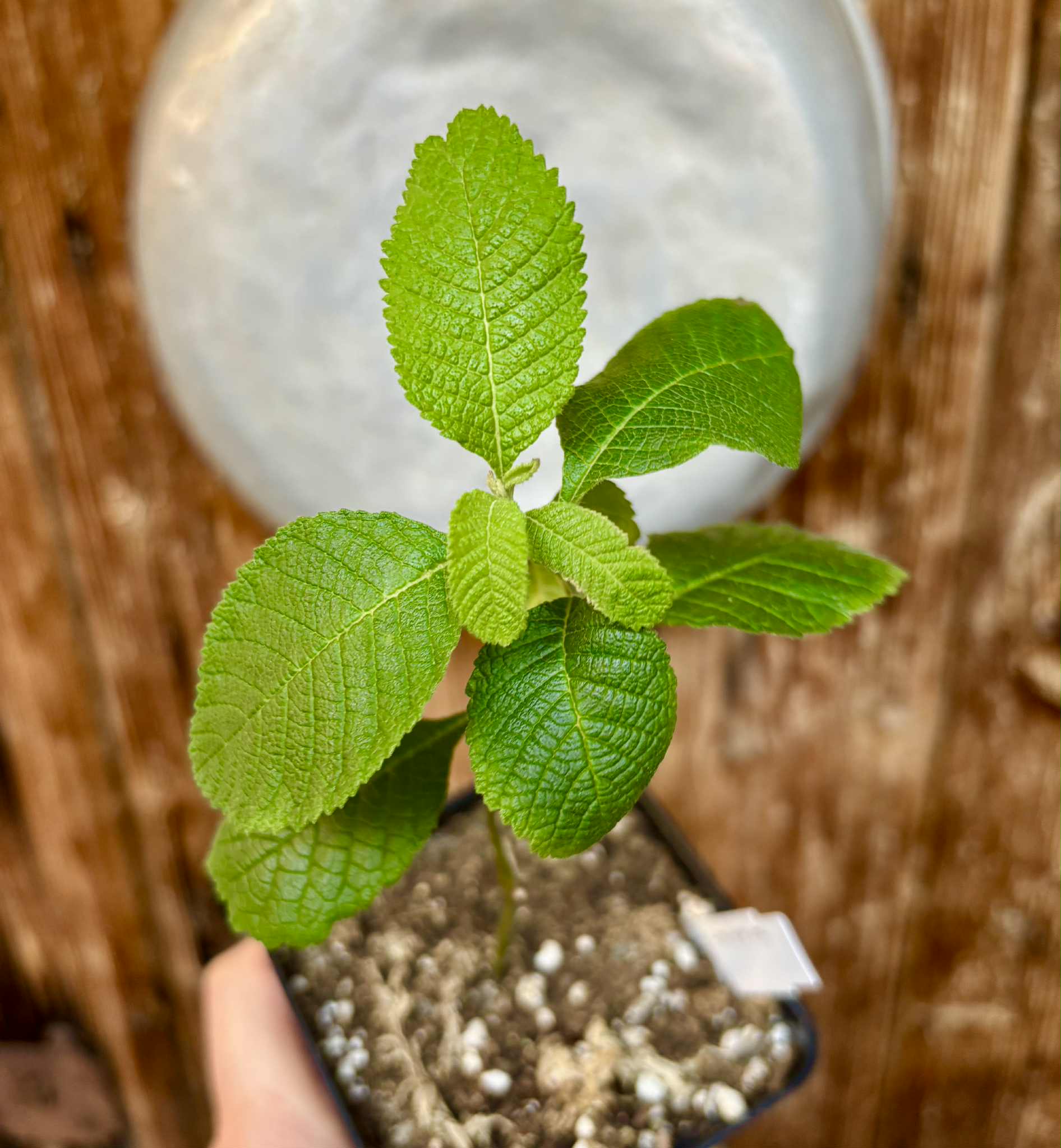 rooted cutting - Erva baleeira  (Cordia verbenacia) - 1 potted plant / 1 getopfte Pflanze