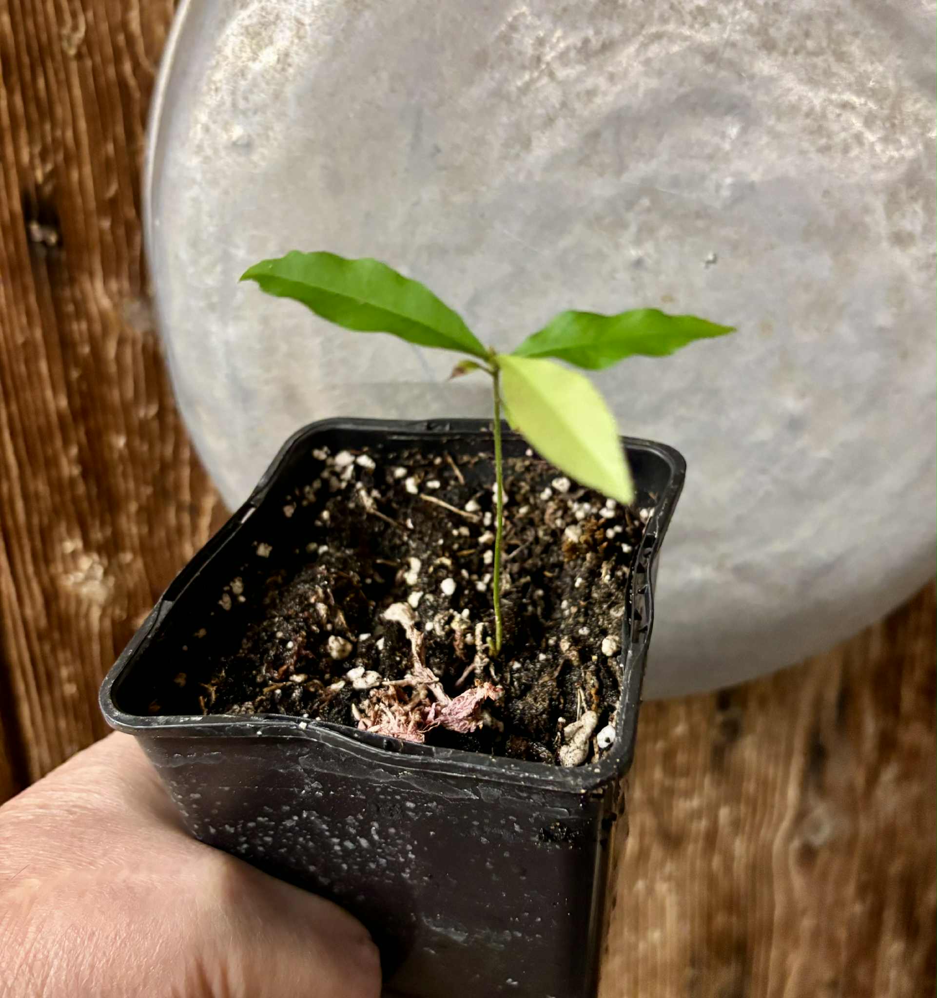 Unknown fruit from Amazonas Rondonia Brasil - 1 potted seedling / 1 getopfter Sämling
