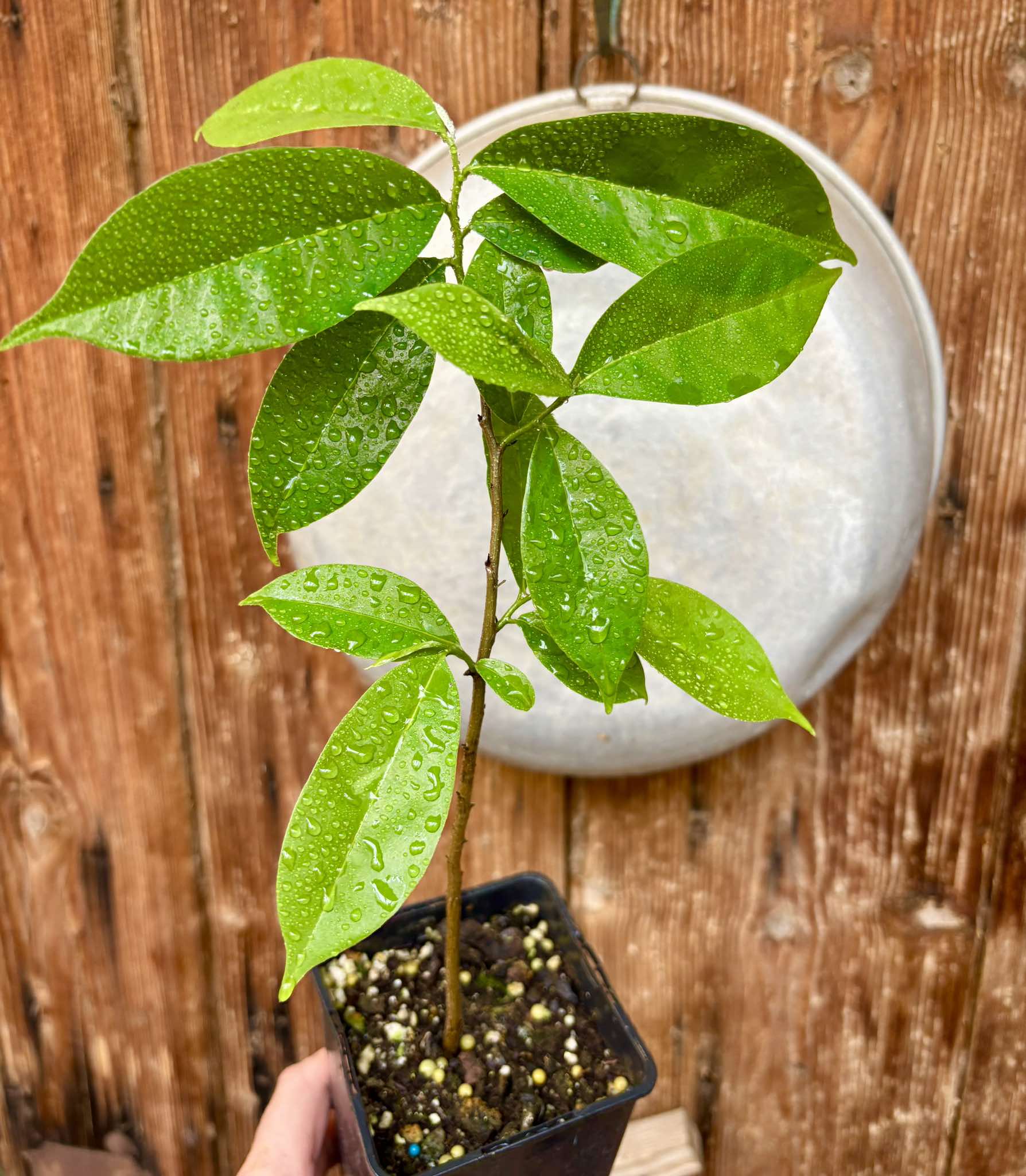 Annona muricata - Soursop / Stachelannone fiberless - 1 potted plant / 1 getopfte Pflanze