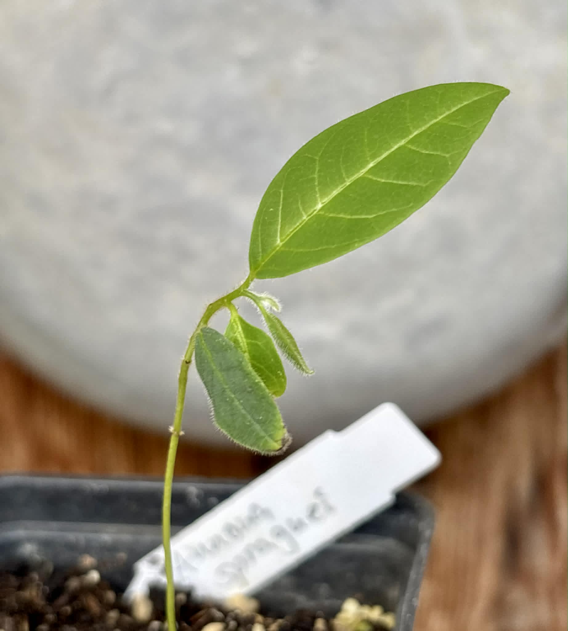 Annona spraguei - Nonita - 1 potted seedling / 1 getopfter Sämling