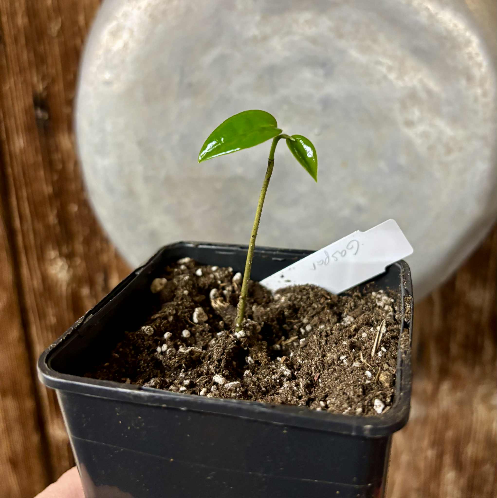 Annona montana var. Gaspar - 1 potted seedling / 1 getopfter Sämling
