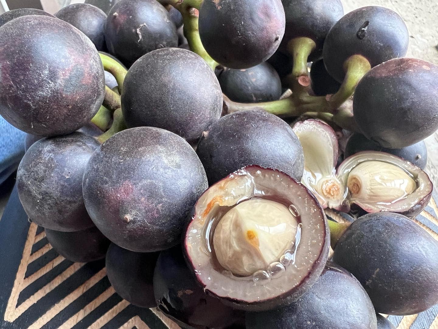 Amazon Tree Grape (Pourouma cecropiifolia)  - 1 fresh seed / 1 frischer Samen