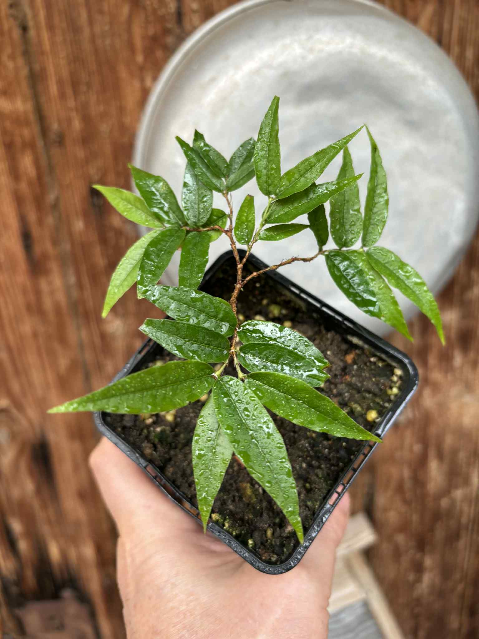 Plinia spiritosantensis var. Mucuri Velvet - 1 potted plant/ 1 getopfte Pflanze