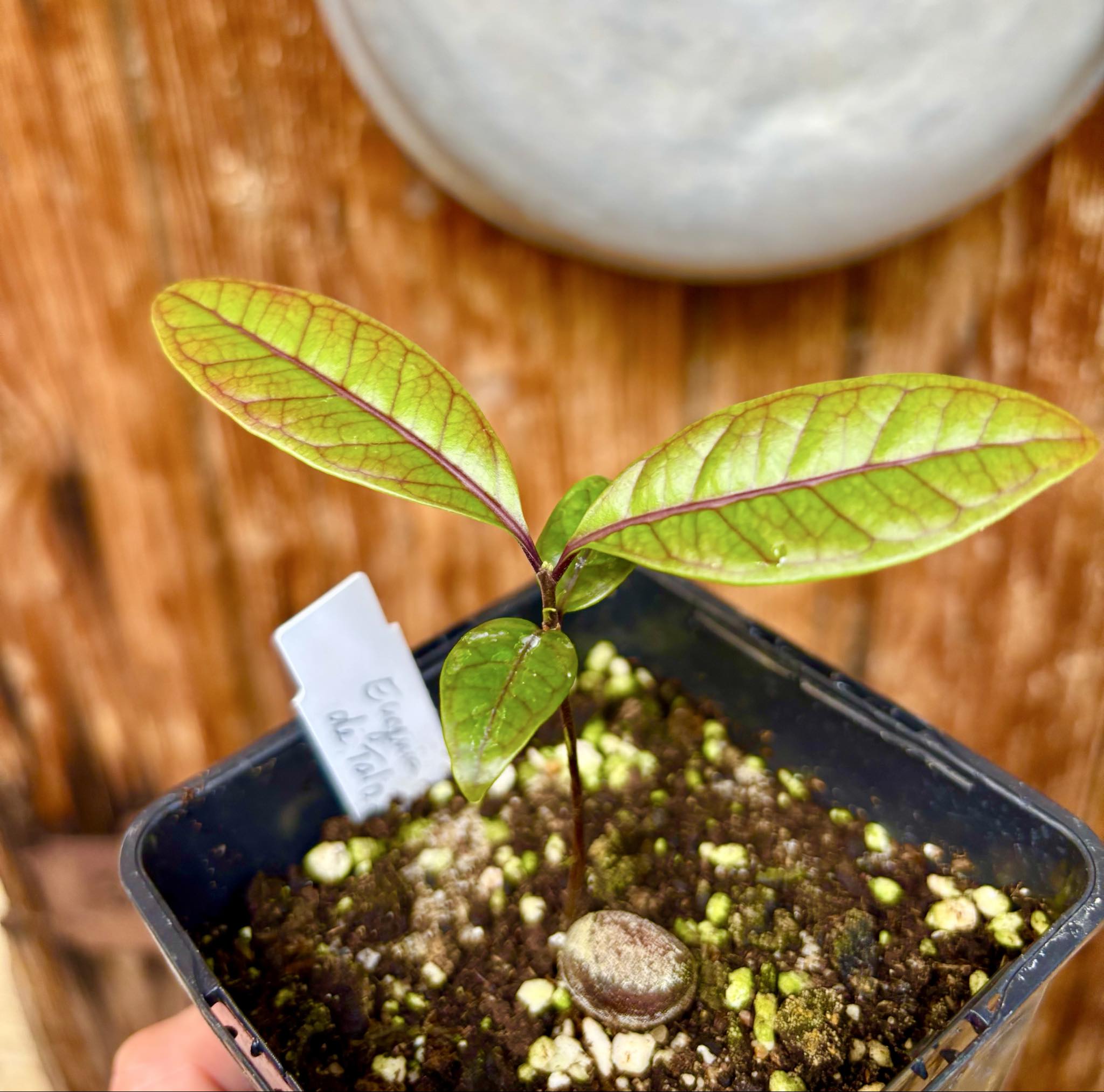 Eugenia sp de Talo -  1 potted seedling / 1 getopfter Sämling