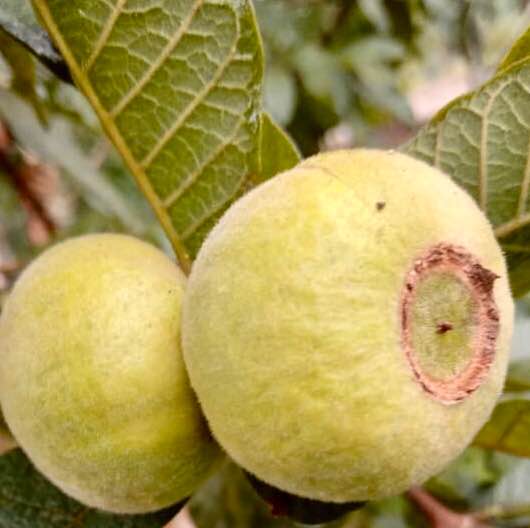 Campomanesia guazumifolia "Yellow" - fresh seeds / frische Samen