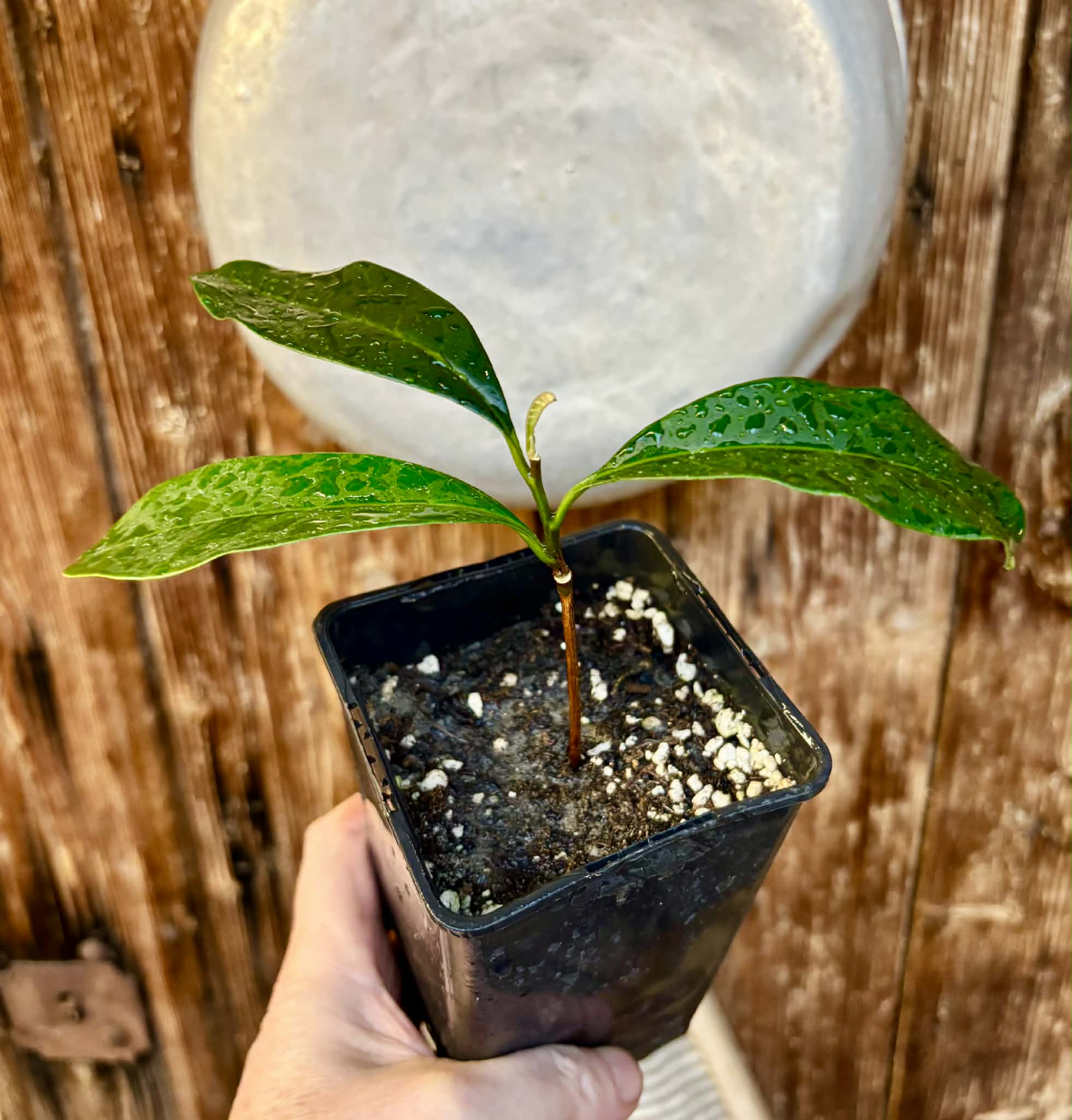 Aquai (Chrysophyllum gonocarpum)  -  1  potted seedling / 1 getopfter Sämling