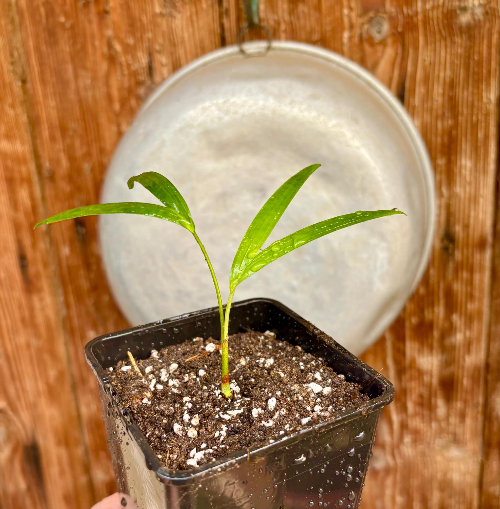 Palm Adonidia merrillii -  1 potted plant / 1 getopfte Pflanze