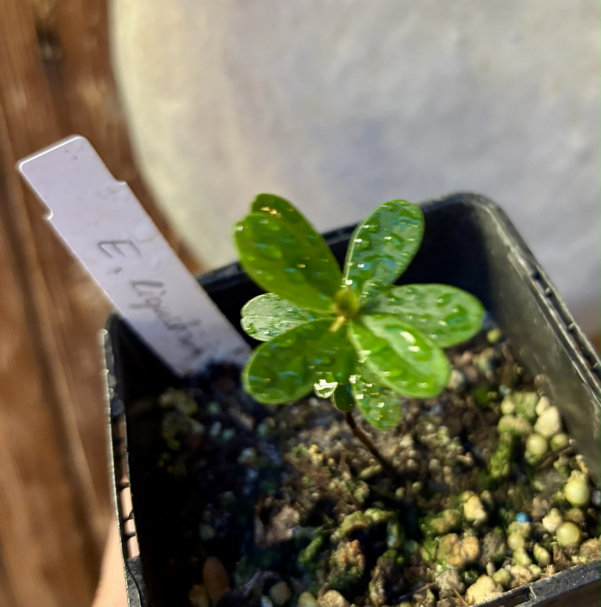 Eugenia ligustrina - 1 potted plant / 1 getopfte Pflanze