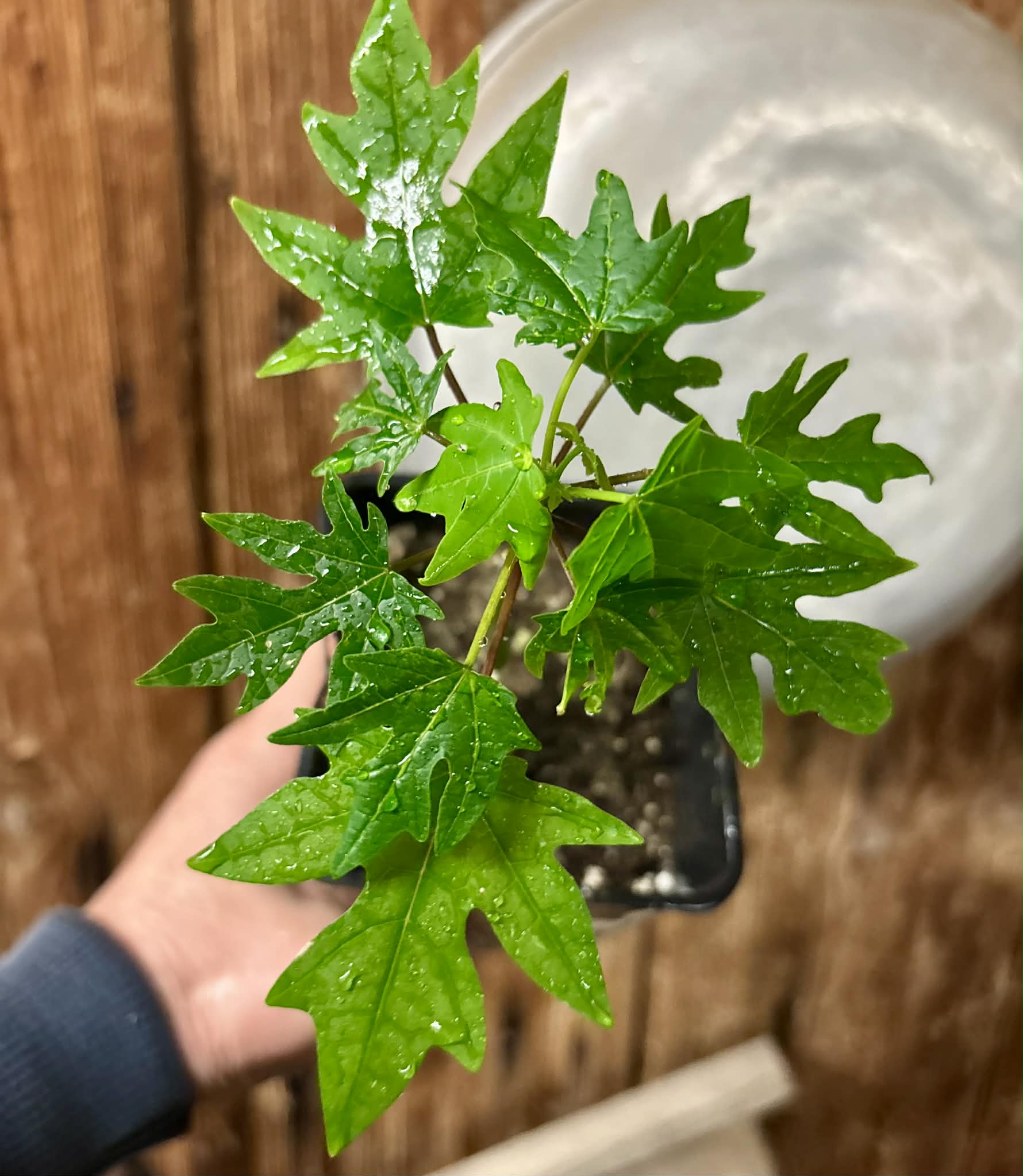 Yellow Krabi Papaya (Carica papaya) - 1 potted seedling / 1 getopfter Sämling