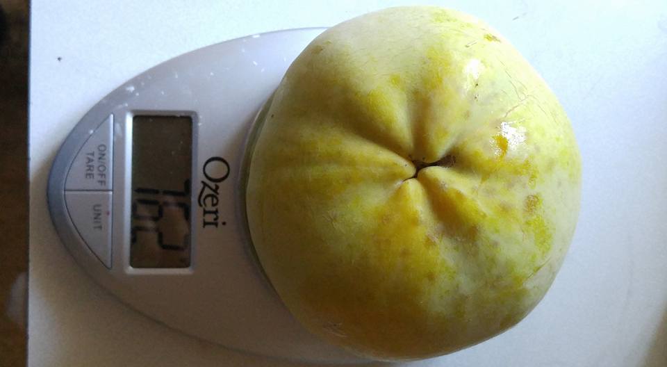 White Sapote var. MacDill (Casimiroa edulis) - 3 fresh seeds / 3 frische Samen