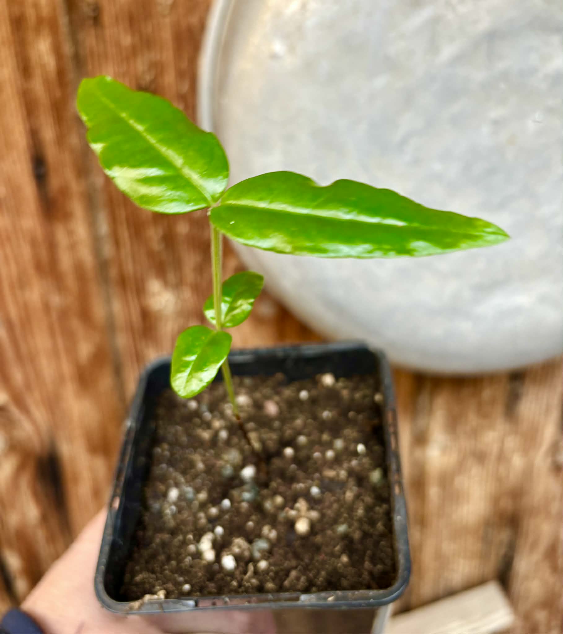 Mouriri sp Rondonia - 1 potted seedling / 1 getopfter Sämling