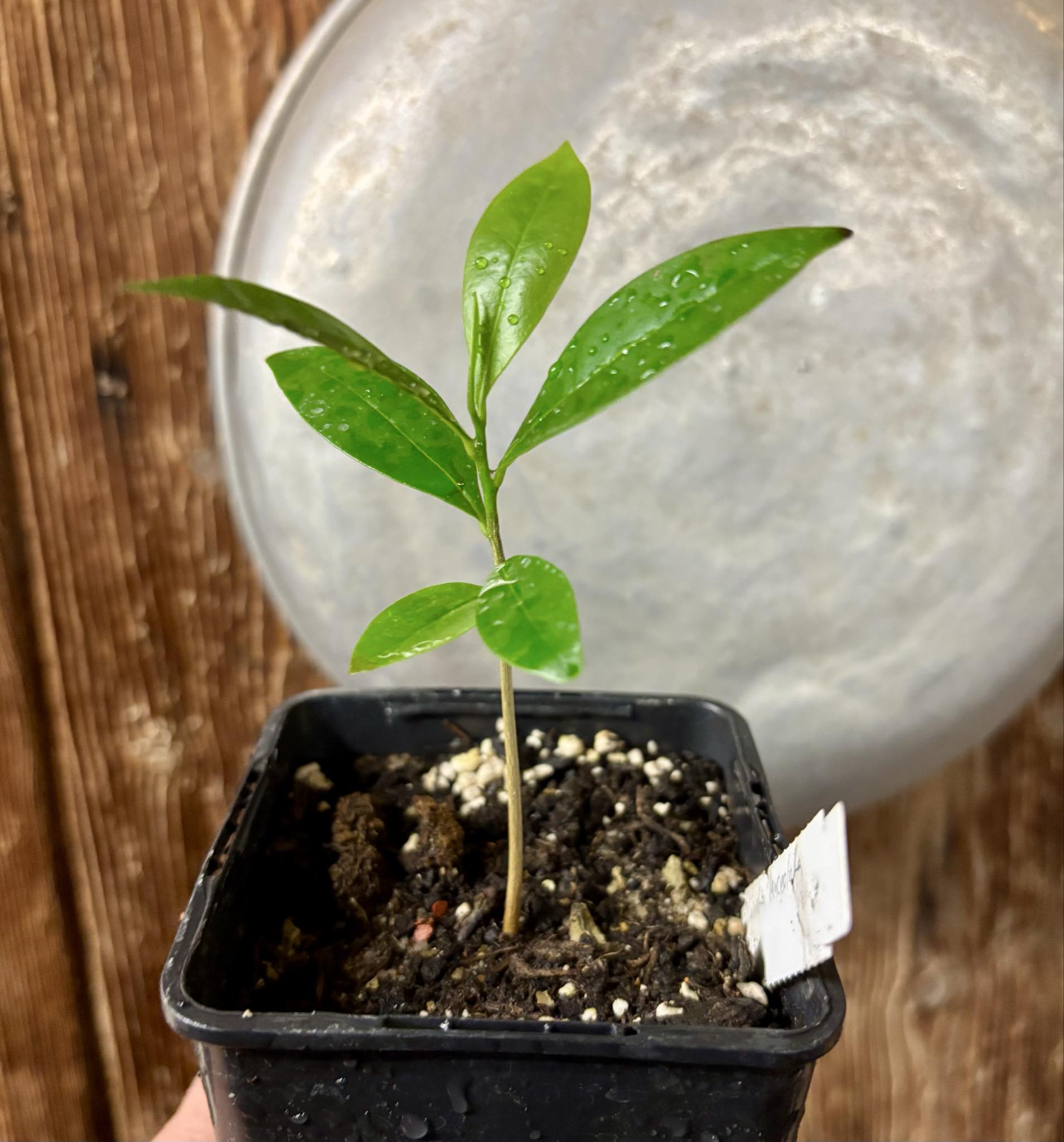 Duguetia lanceolata - Pindaiba - 1 potted seedling / 1 getopfter Sämling