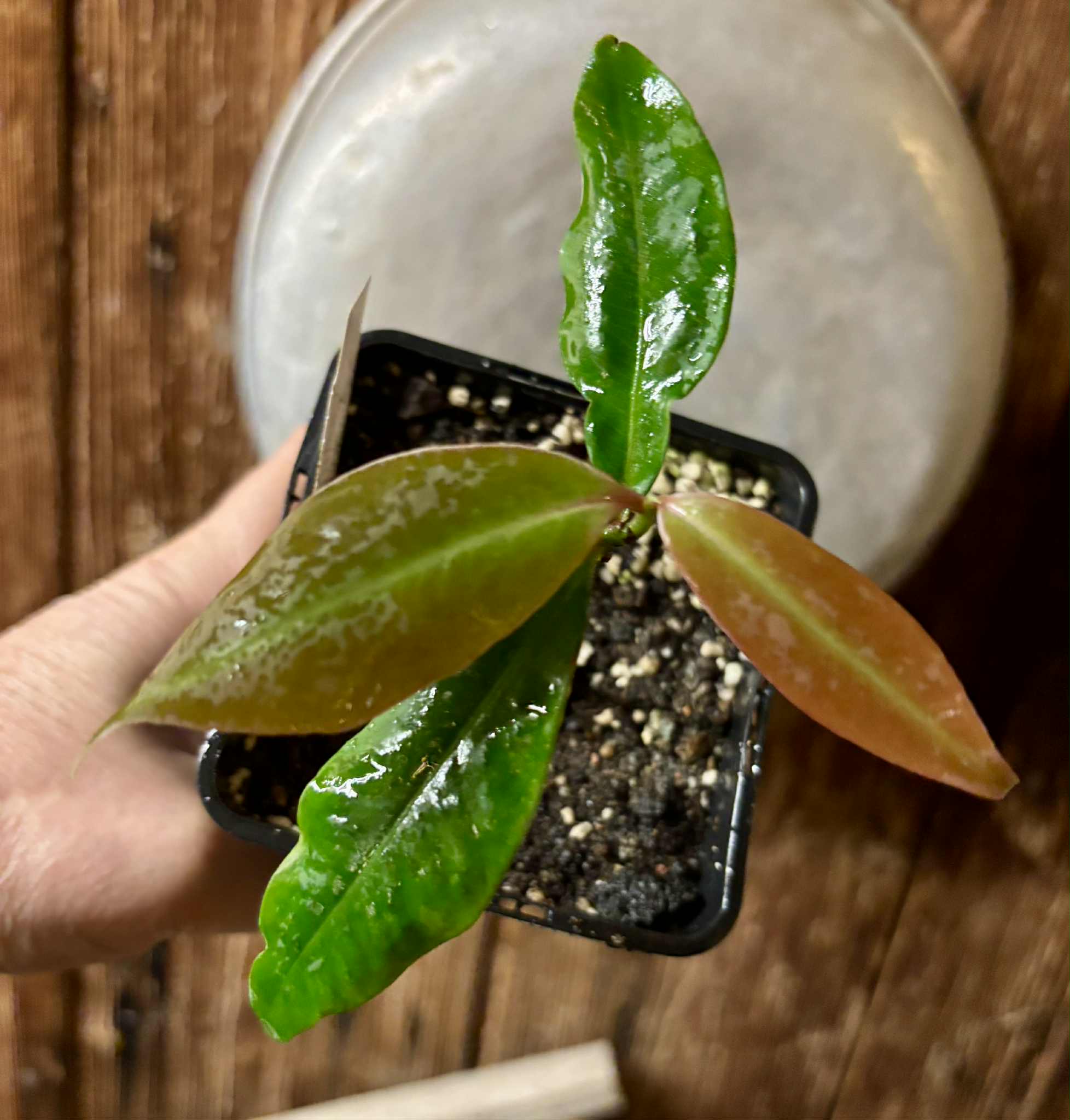 Stylogyne cauliflora - 1 potted seedling / 1 getopfter Sämling