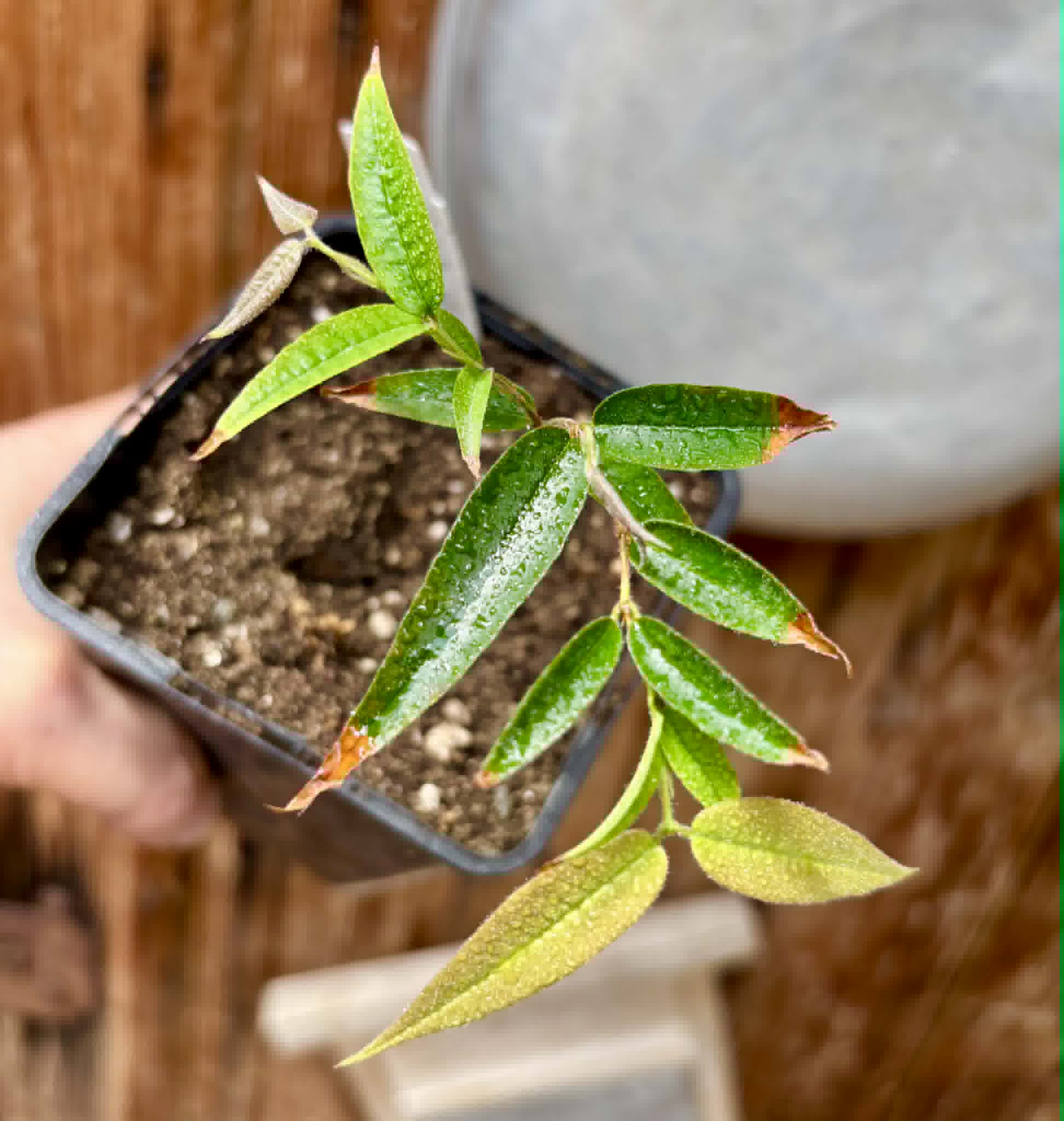 Plinia sp Ibirapitanga -  1 potted seedling / 1 getopfter Sämling