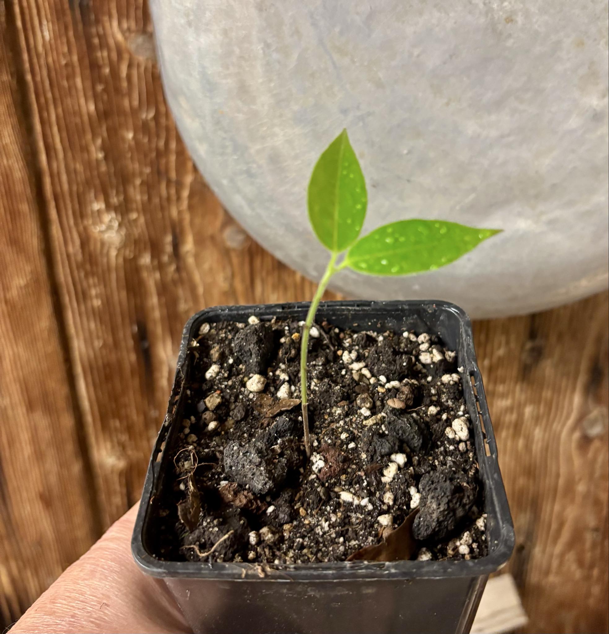 Plinia edulis - 1 small potted seedling / 1 kleiner, getopfter Sämling Plinia edulis - 1 small potted seedling / 1 kleiner, getopfter Sämling