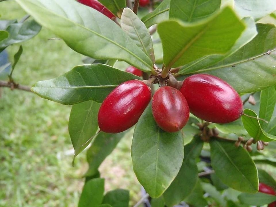 Miracle fruit Miracel berry - Synsepalum  dulcificum Pflanze  ca. 90cm