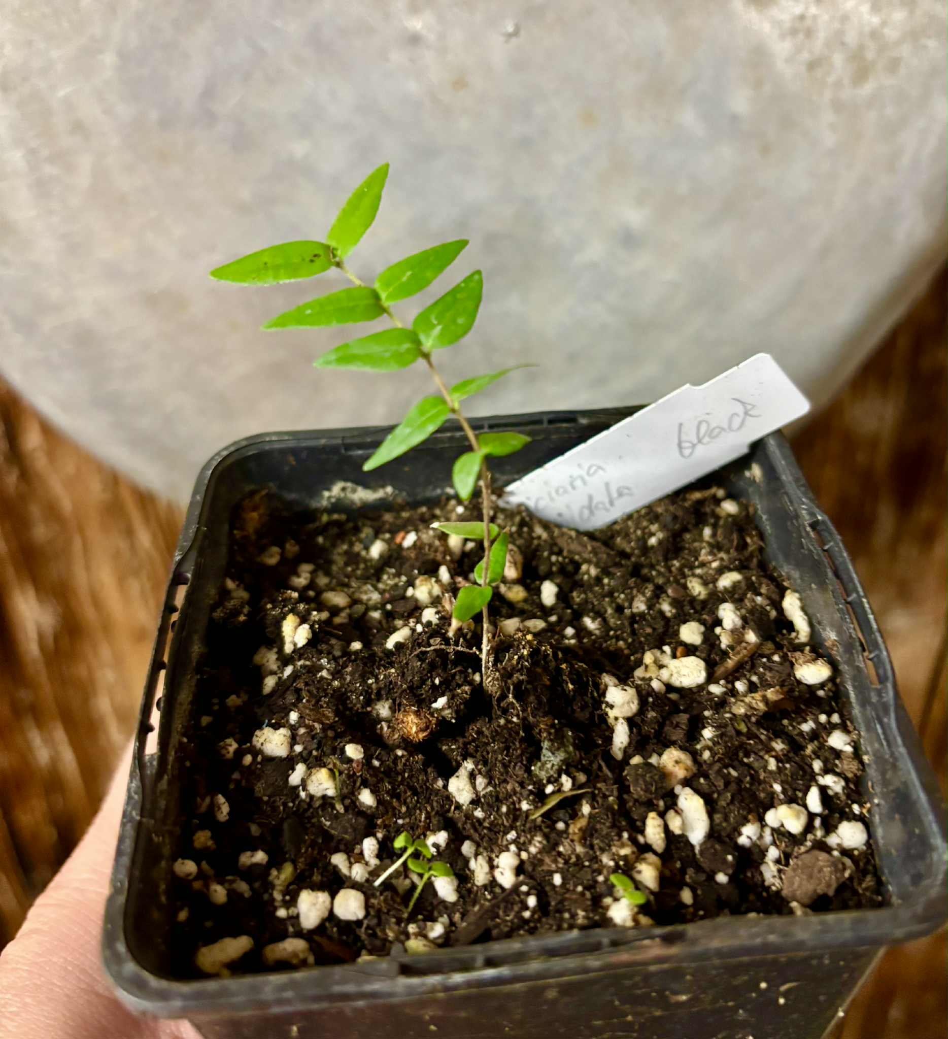 Myrciaria cuspidata BLACK - 1 potted seedling / 1 getopfter Sämling