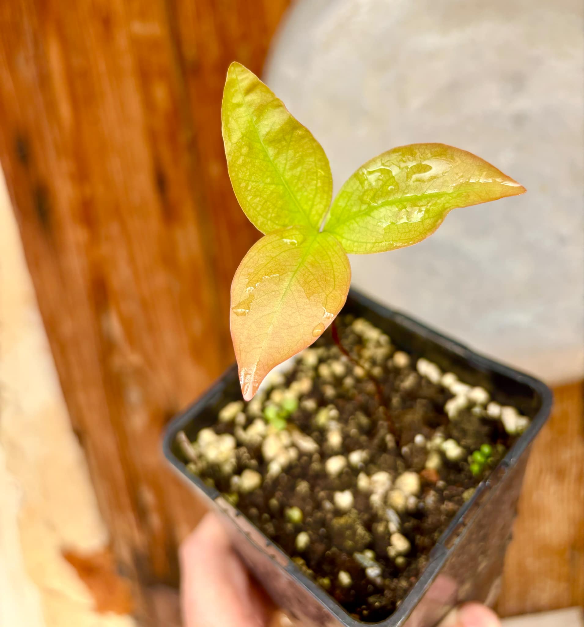 Cagaita var. "Brinco de Princesa" (Eugenia dysenterica) - 1 potted plant / 1 getopfte Pflanze