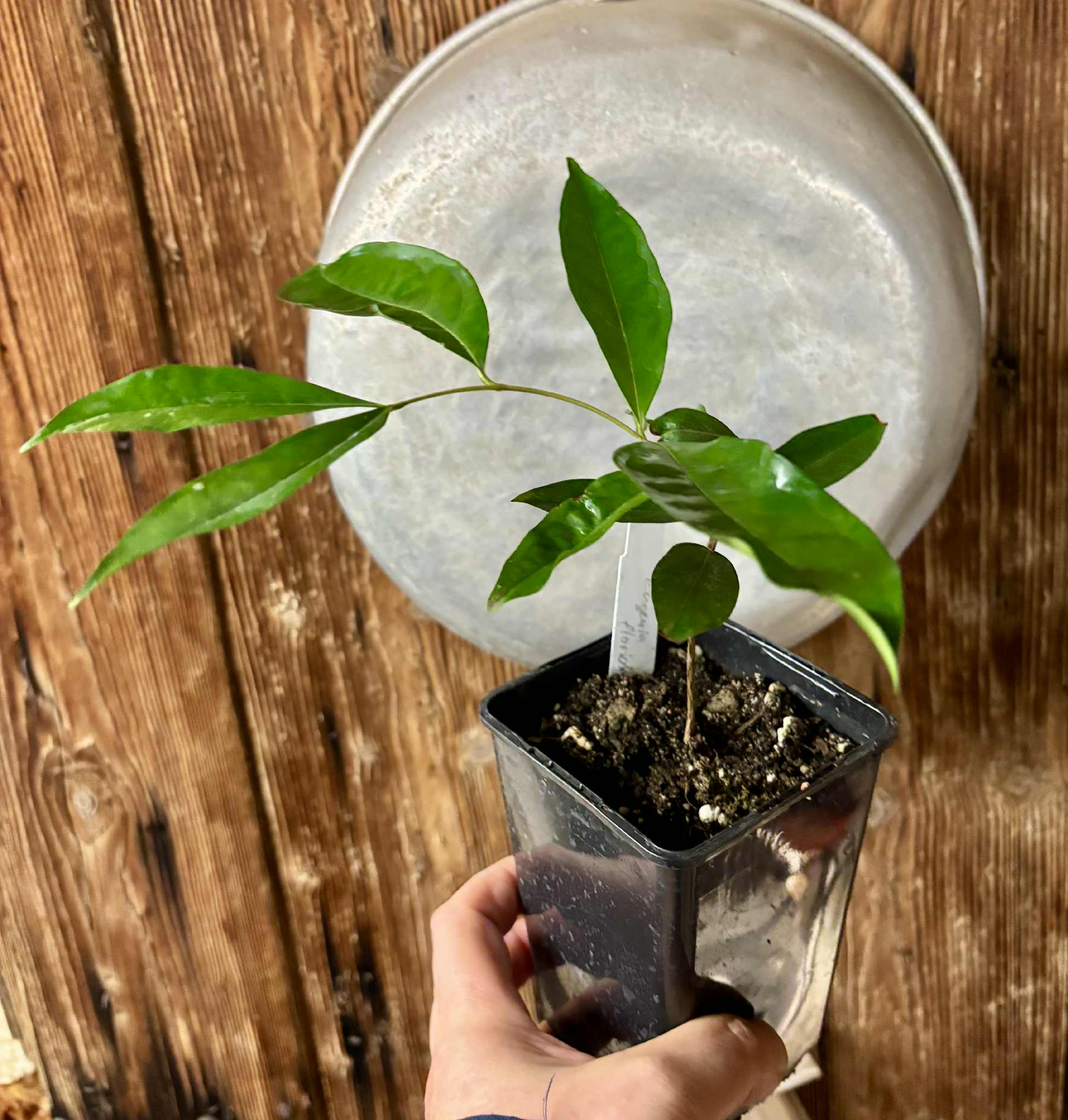 Eugenia florida - 1 potted plant / 1 getopfte Pflanze