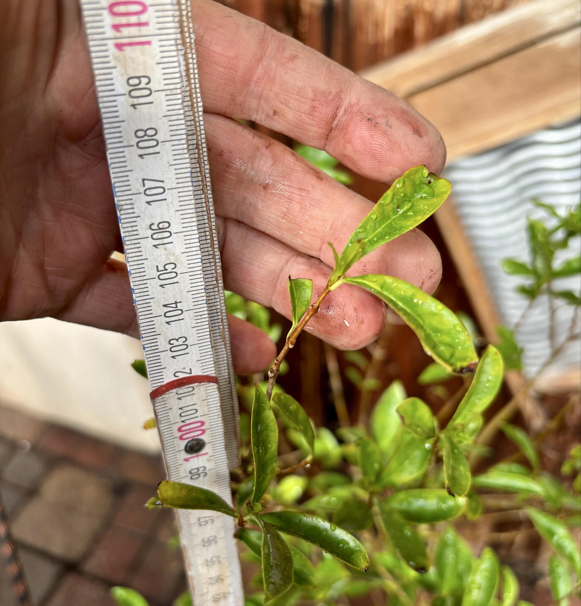 5 years old - Cherry of Rio Grande (Eugenia involucrata) - 1 potted plant / 1 getopfte Pflanze