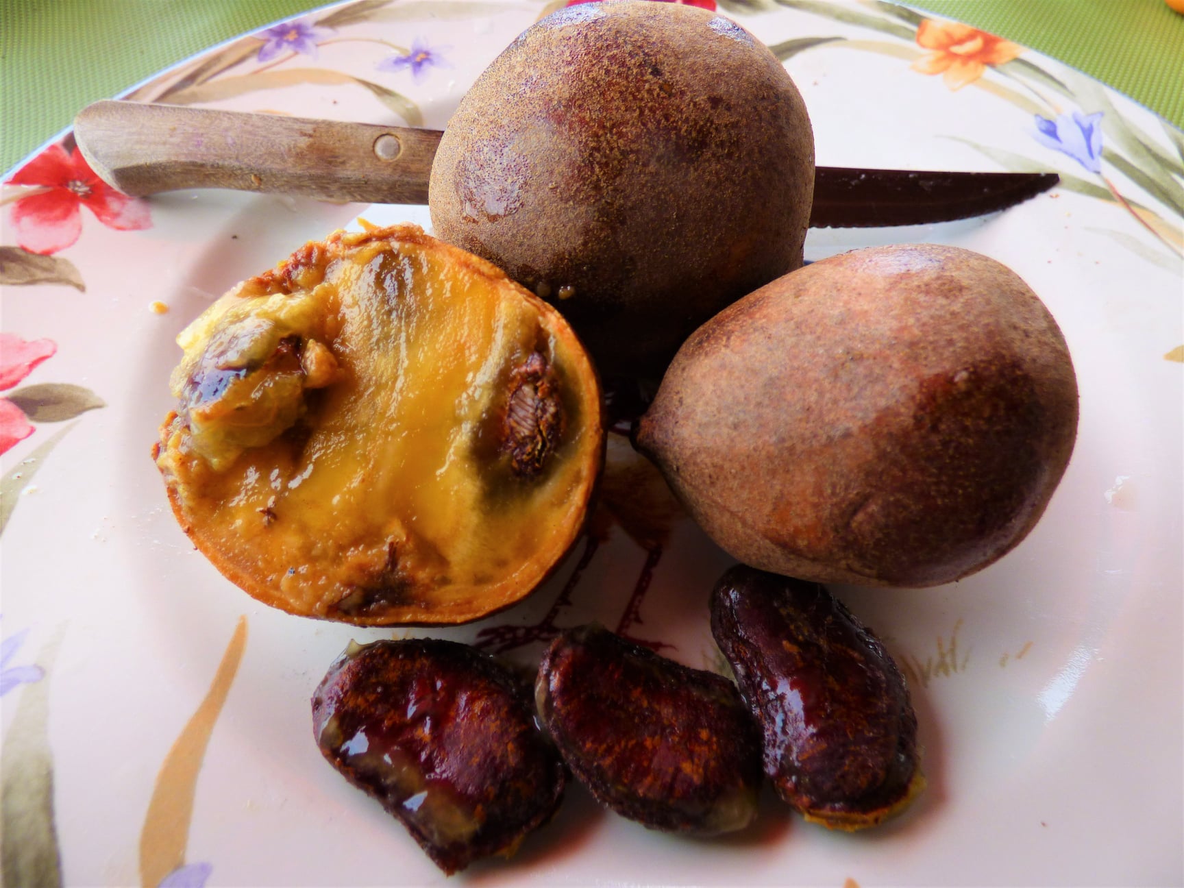 Kepel (Stelechocarpus burahol) - 1 germinated seed / 1 gekeimter Samen