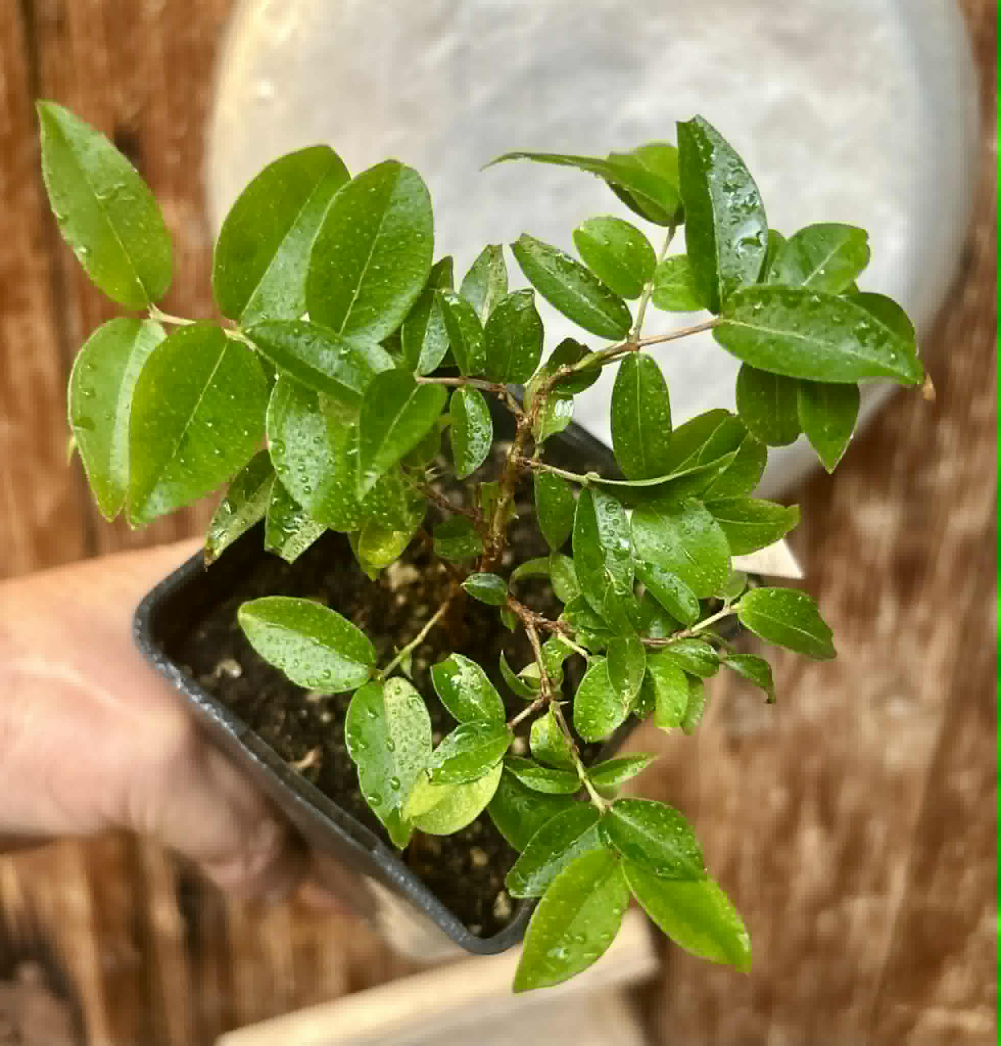 Jaboticaba - Plinia sp Canelinha Polpa branca - 1 potted seedling / 1 getopfter Sämling